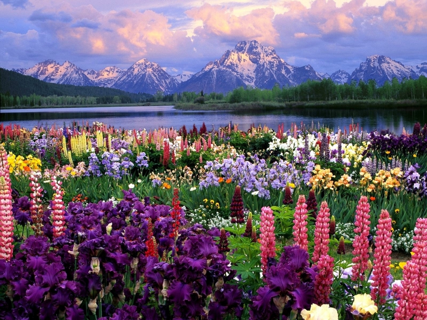 mountains, landscape, flowers