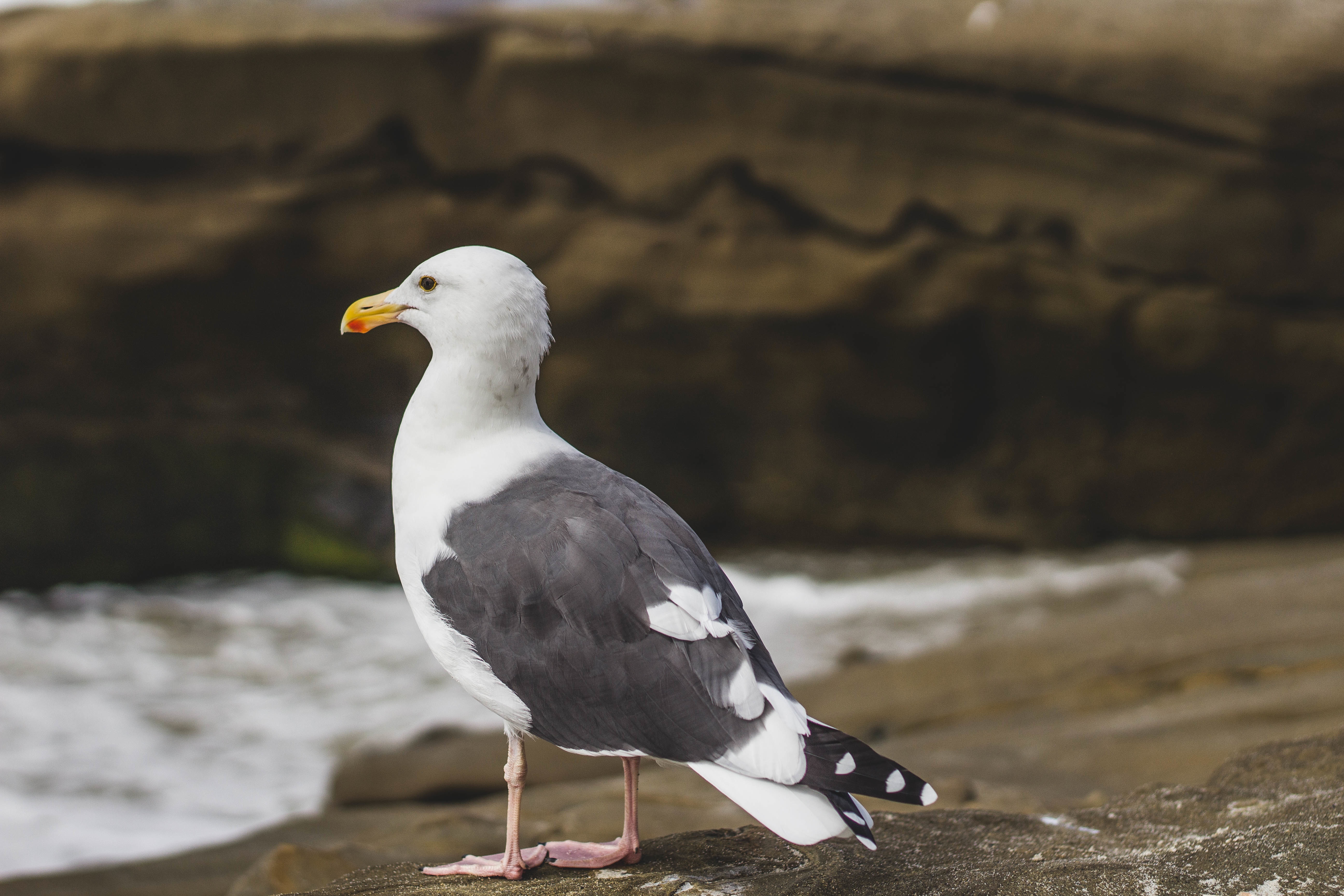 Free download wallpaper Birds, Bird, Blur, Animal, Seagull on your PC desktop