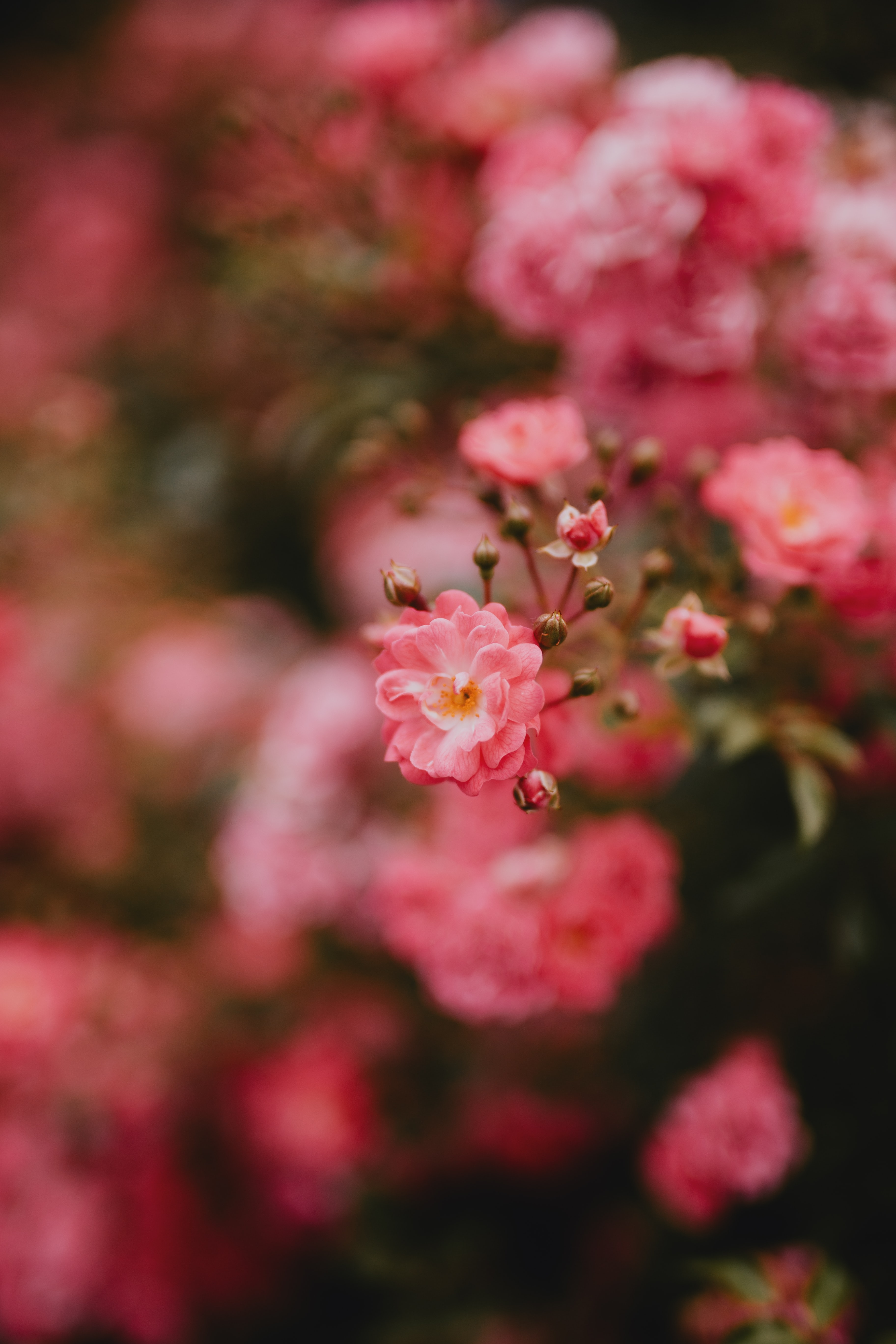 Free download wallpaper Flowers, Pink, Flower, Macro, Bloom, Flowering on your PC desktop