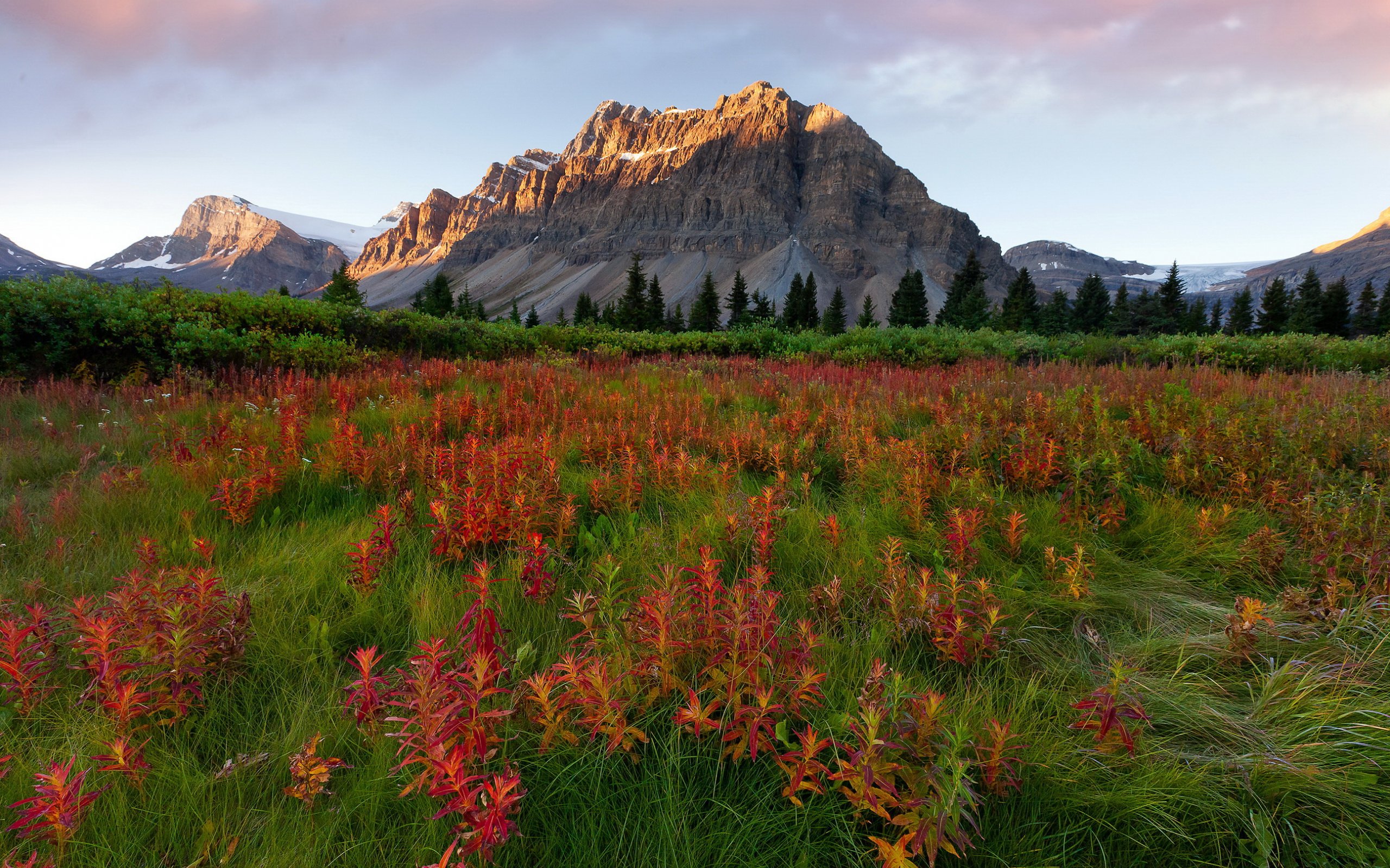 Free download wallpaper Landscape, Mountain, Flower, Earth on your PC desktop