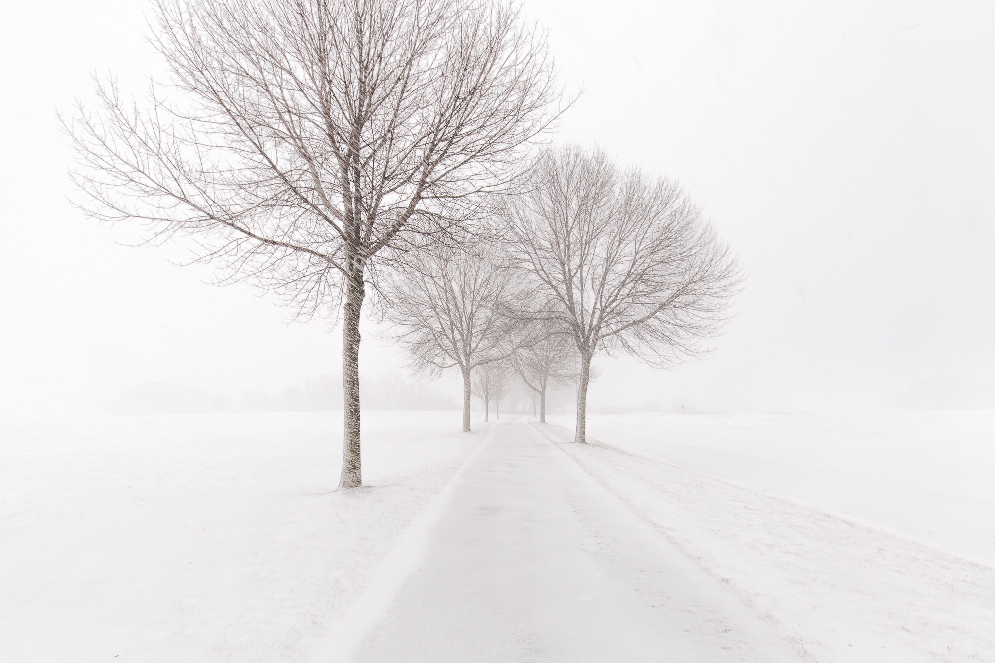 Baixe gratuitamente a imagem Inverno, Natureza, Estrada, Árvore, Terra/natureza, Neblina na área de trabalho do seu PC