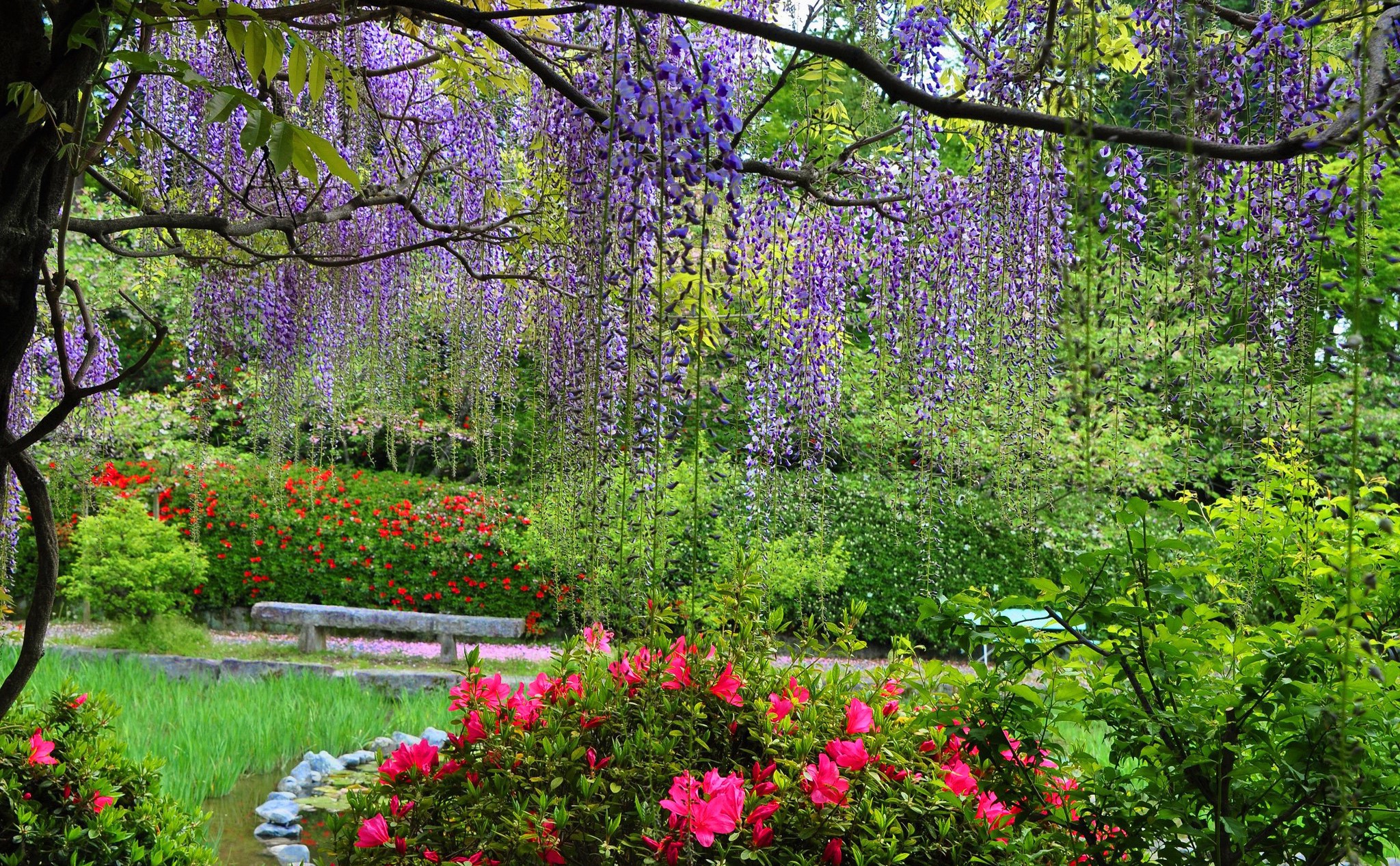881042 завантажити картинку весна, земля, квітка, парк, гліцинія - шпалери і заставки безкоштовно