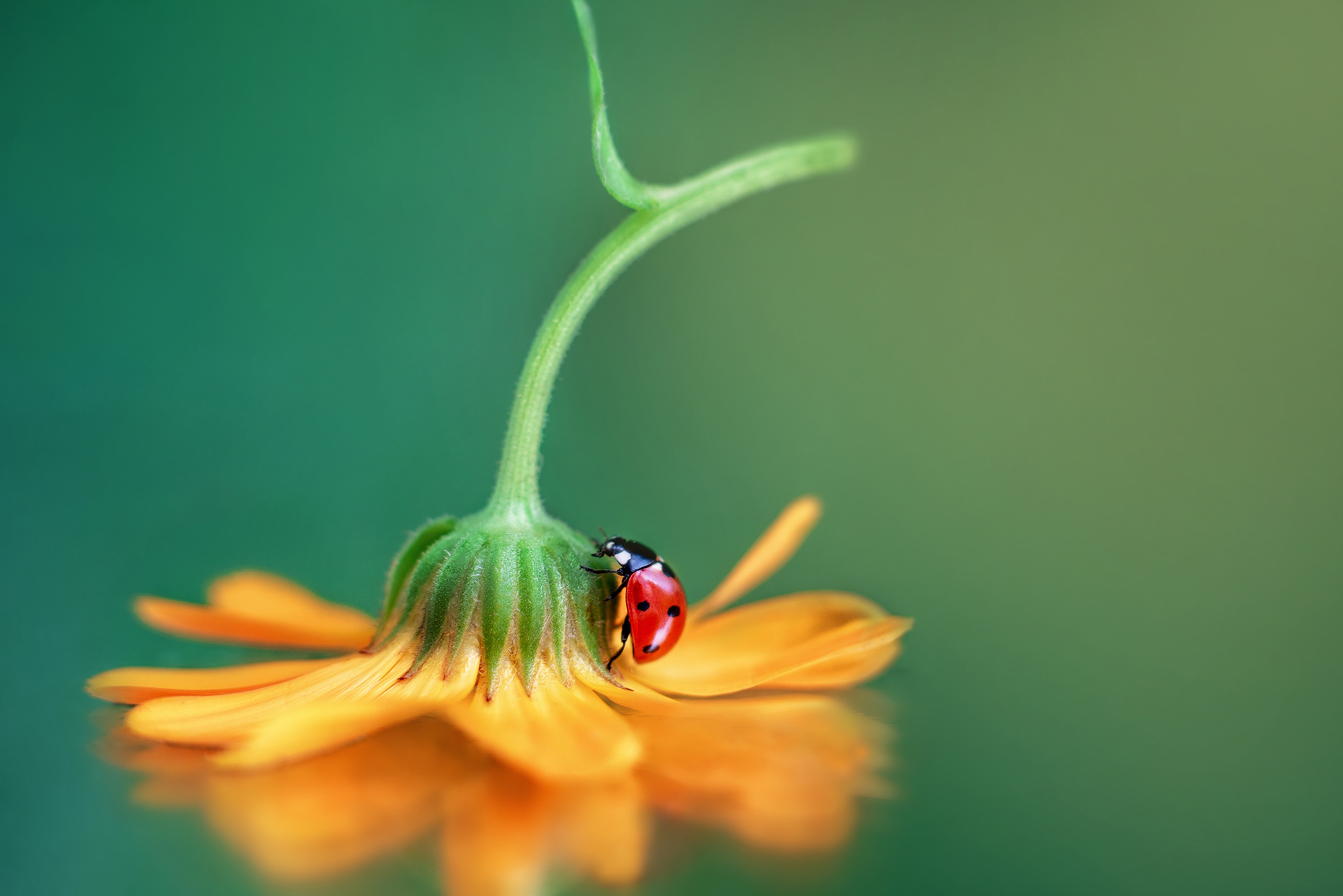 Descarga gratis la imagen Animales, Flor, Insecto, Mariquita, Macrofotografía en el escritorio de tu PC