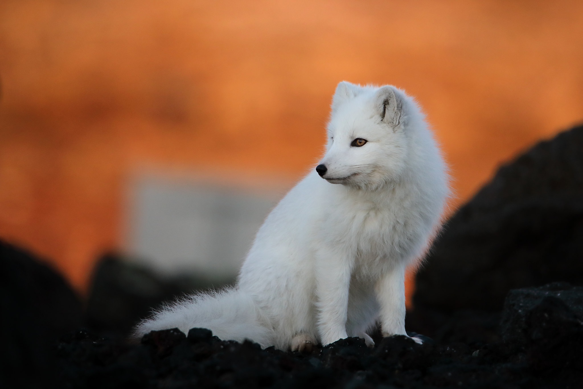 Download mobile wallpaper Dogs, Animal, Arctic Fox, Baby Animal, Cub for free.