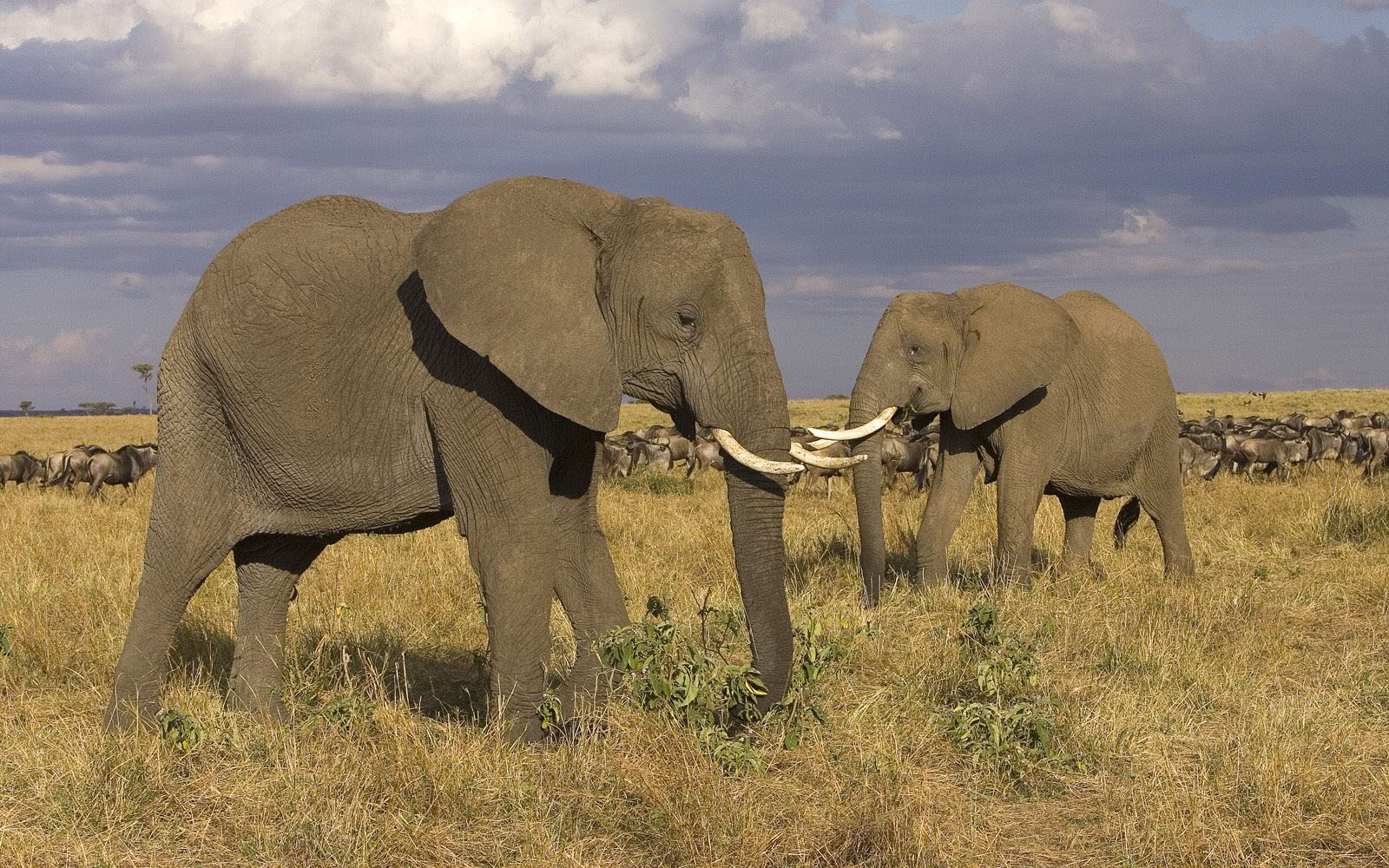 animal, elephants, african bush elephant