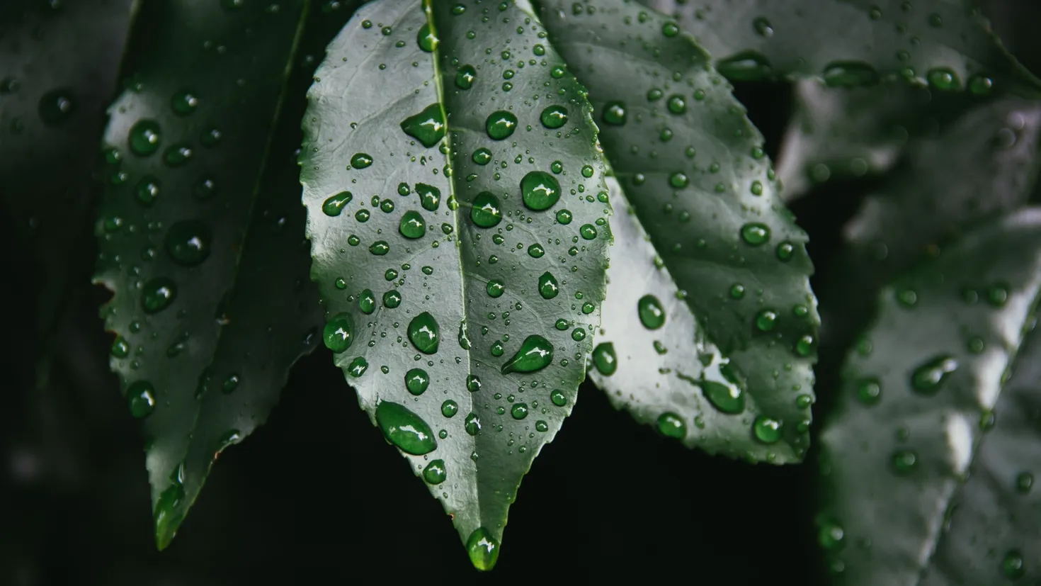 Pc Wallpaper Computer Design Desktop wallpaper: Earth, Leaf, Nature, Water Drop 4K free download for ...