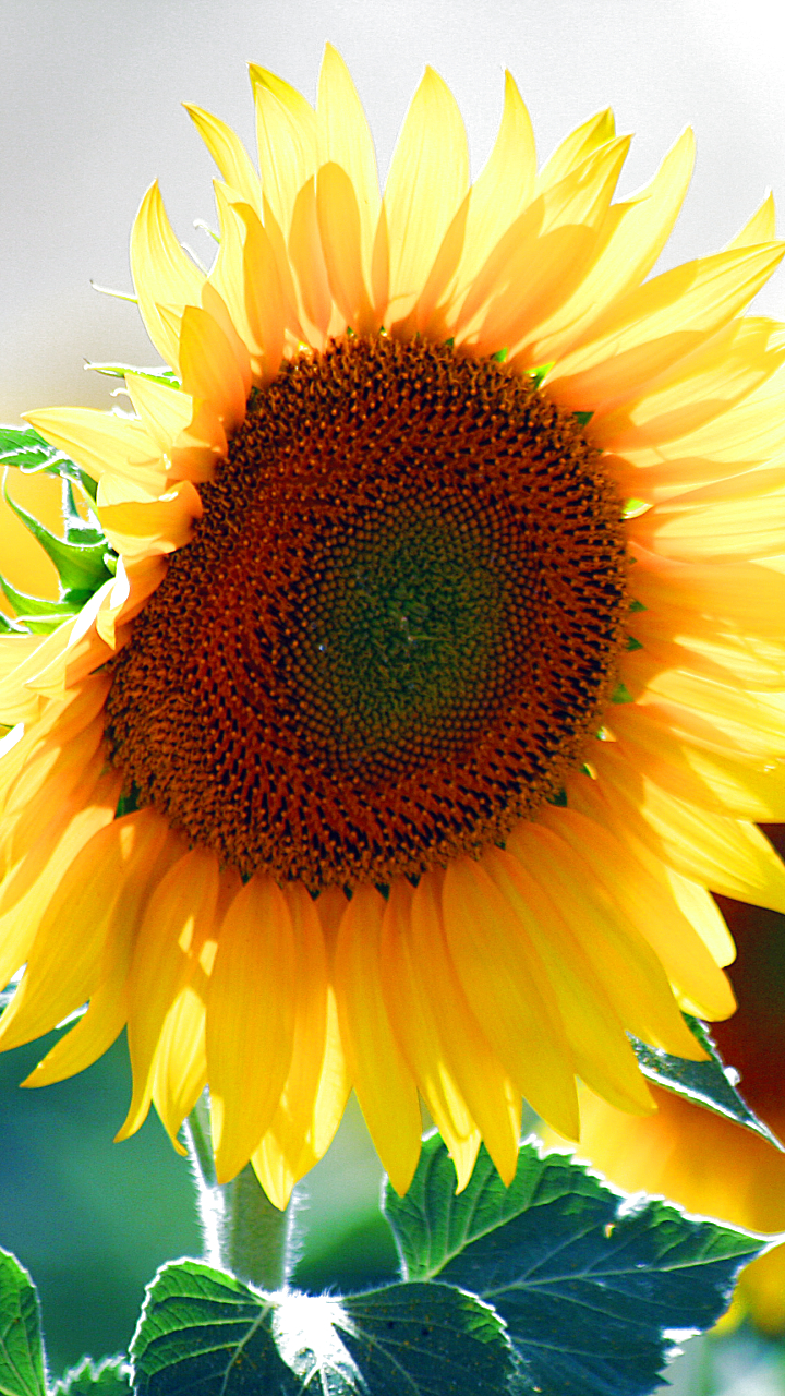 Скачати мобільні шпалери Природа, Квітка, Земля, Соняшник, Жовта Квітка, Флауерзи безкоштовно.