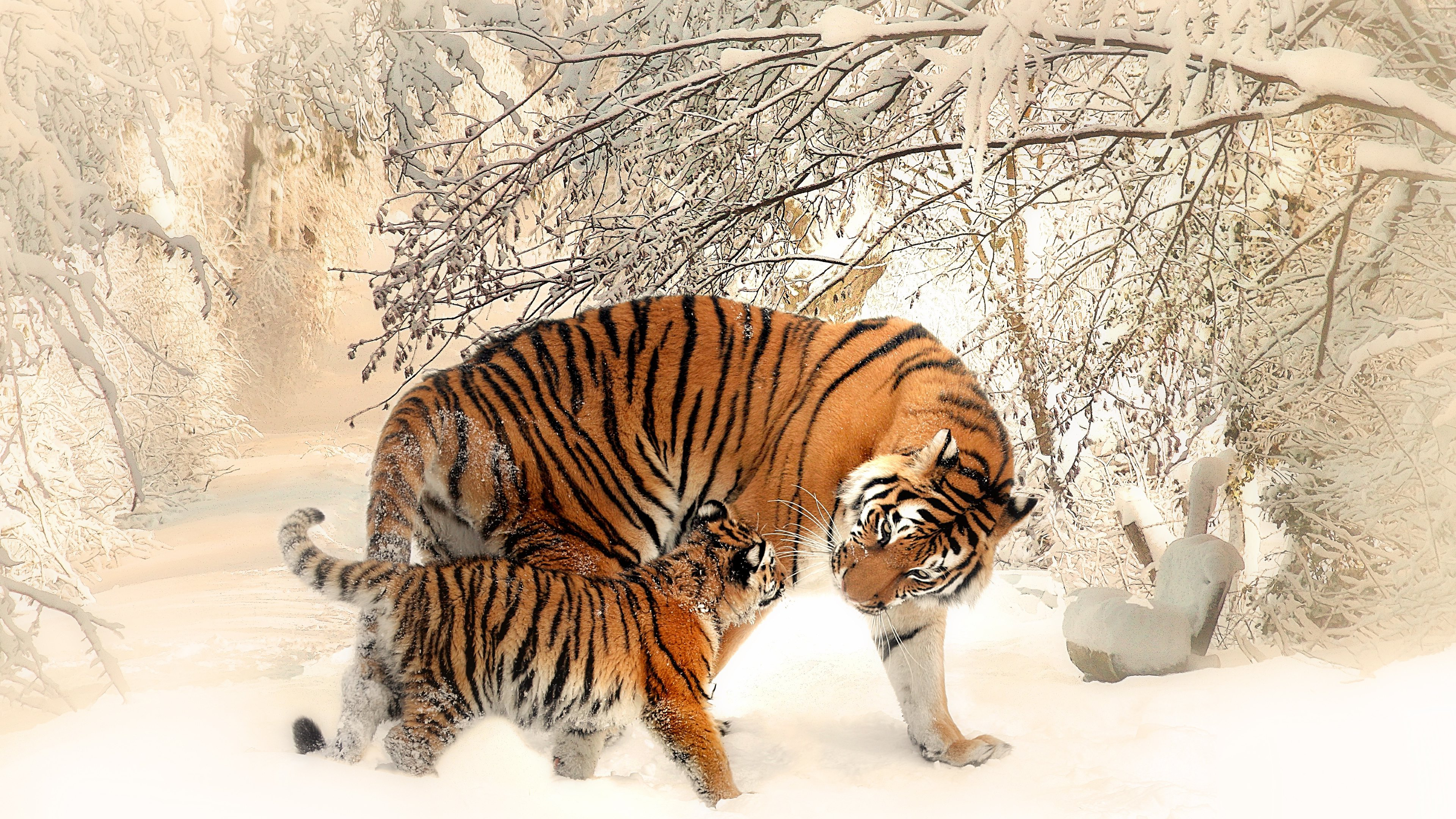 375387 Bild herunterladen jungtier, winter, tiere, tiger, tierbaby, schnee, katzen - Hintergrundbilder und Bildschirmschoner kostenlos