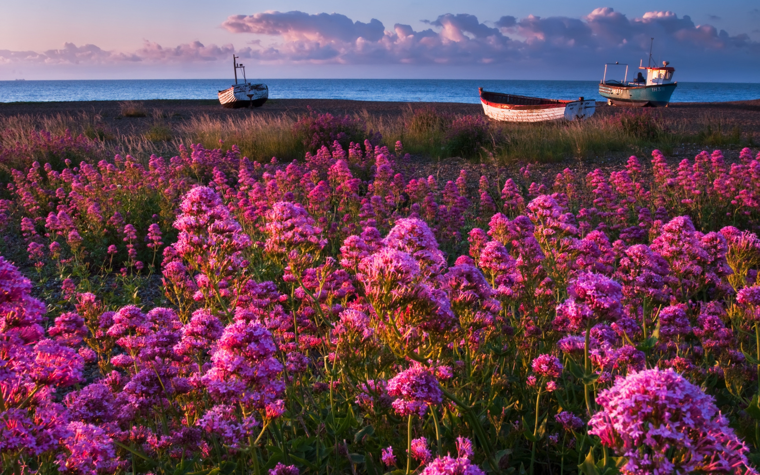 Фото Растения Моря