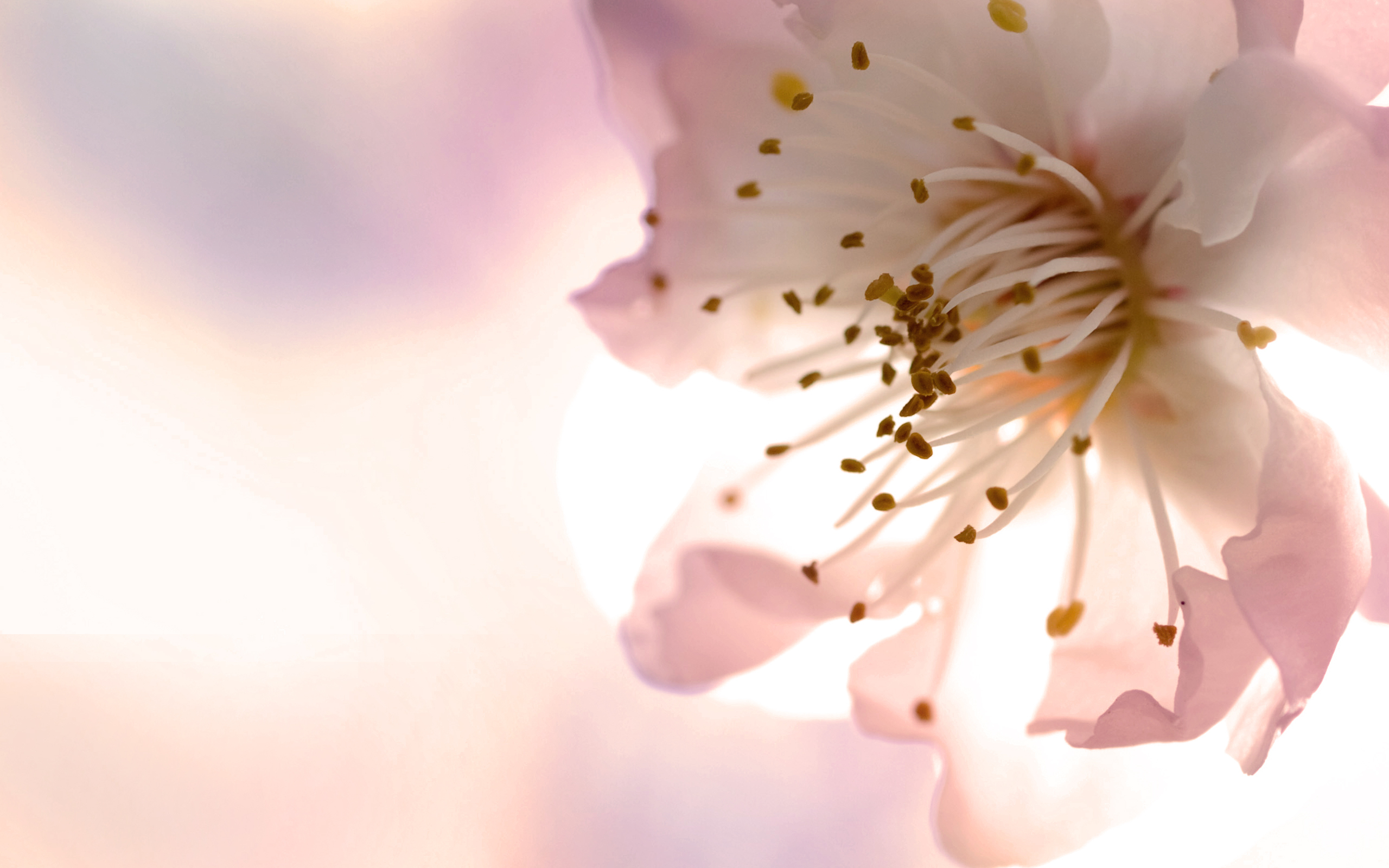 Free download wallpaper Flowers, Flower, Earth on your PC desktop