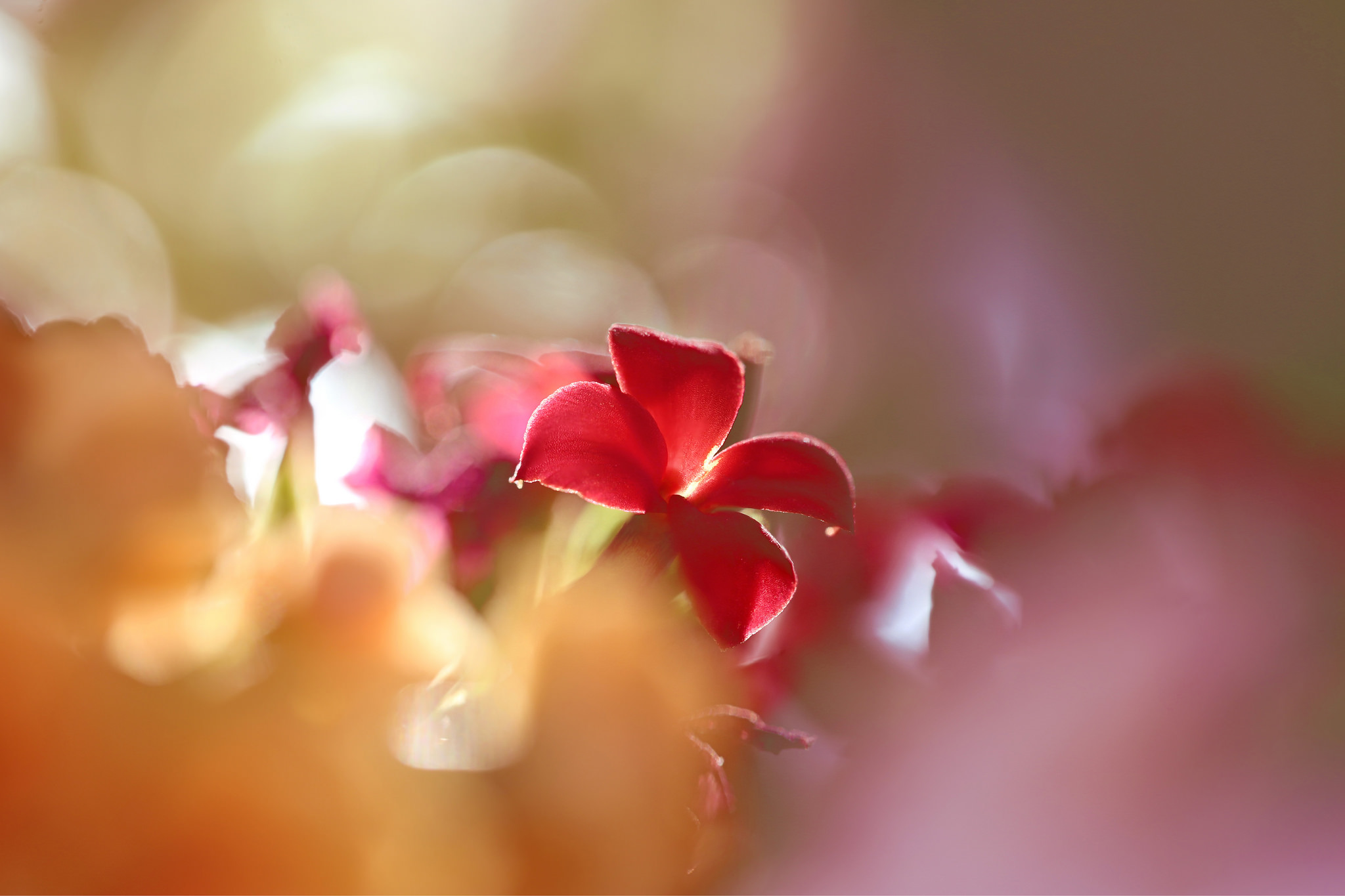 Free download wallpaper Nature, Flowers, Flower, Earth, Bokeh, Kalanchoe, Red Flower on your PC desktop