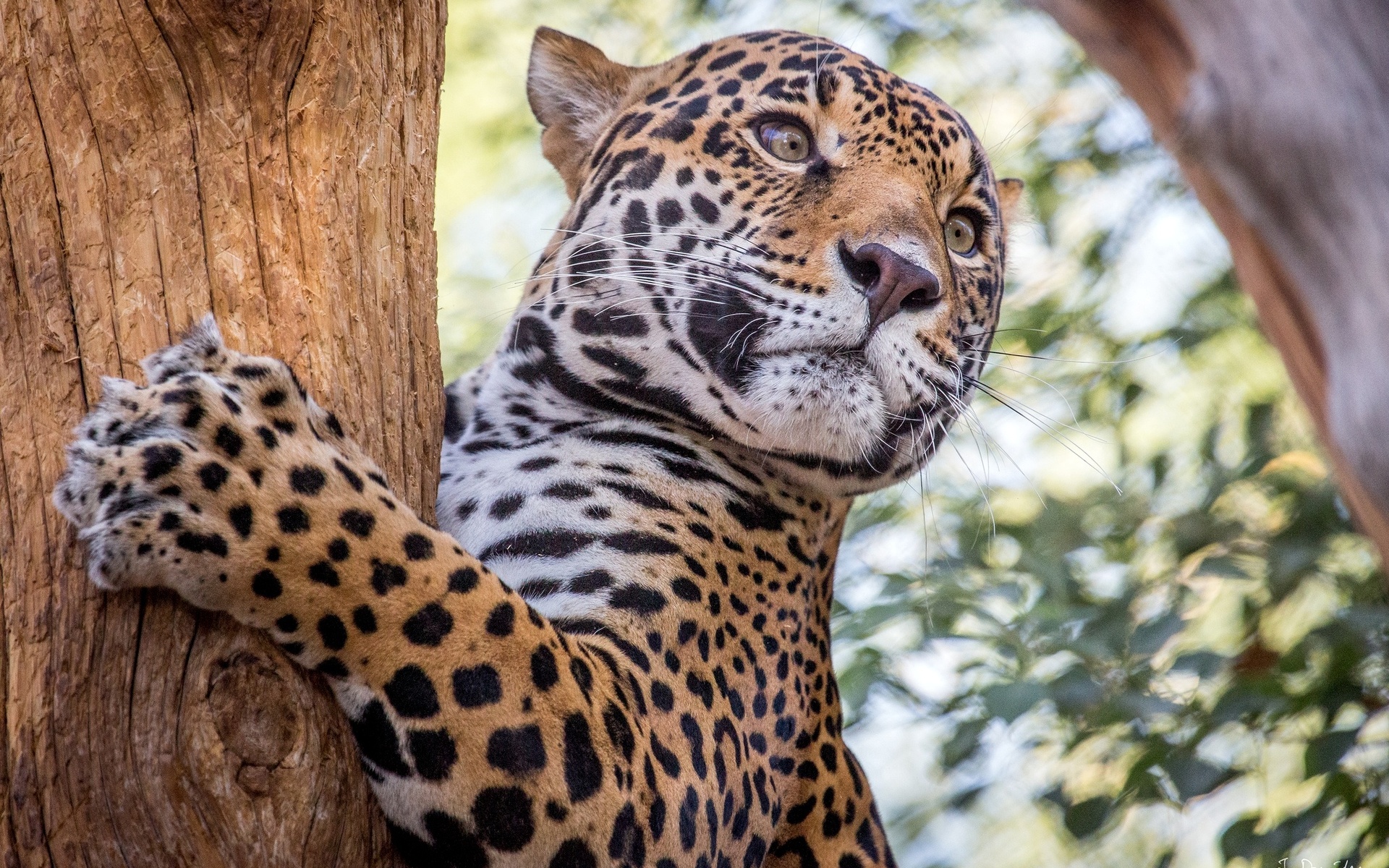 Descarga gratuita de fondo de pantalla para móvil de Jaguar, Gatos, Animales.