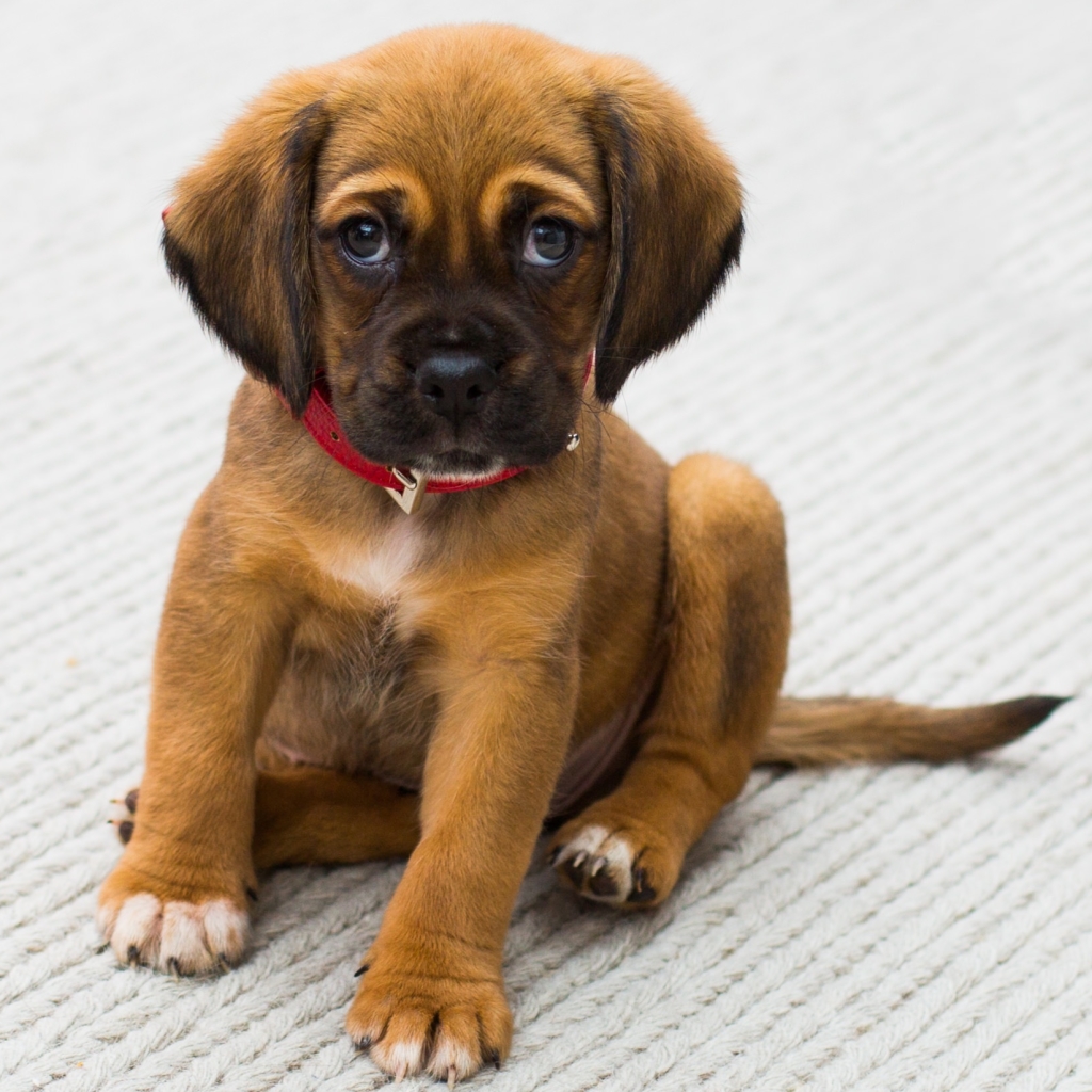 無料モバイル壁紙動物, 犬, 子犬, 悲しい, 可愛いをダウンロードします。