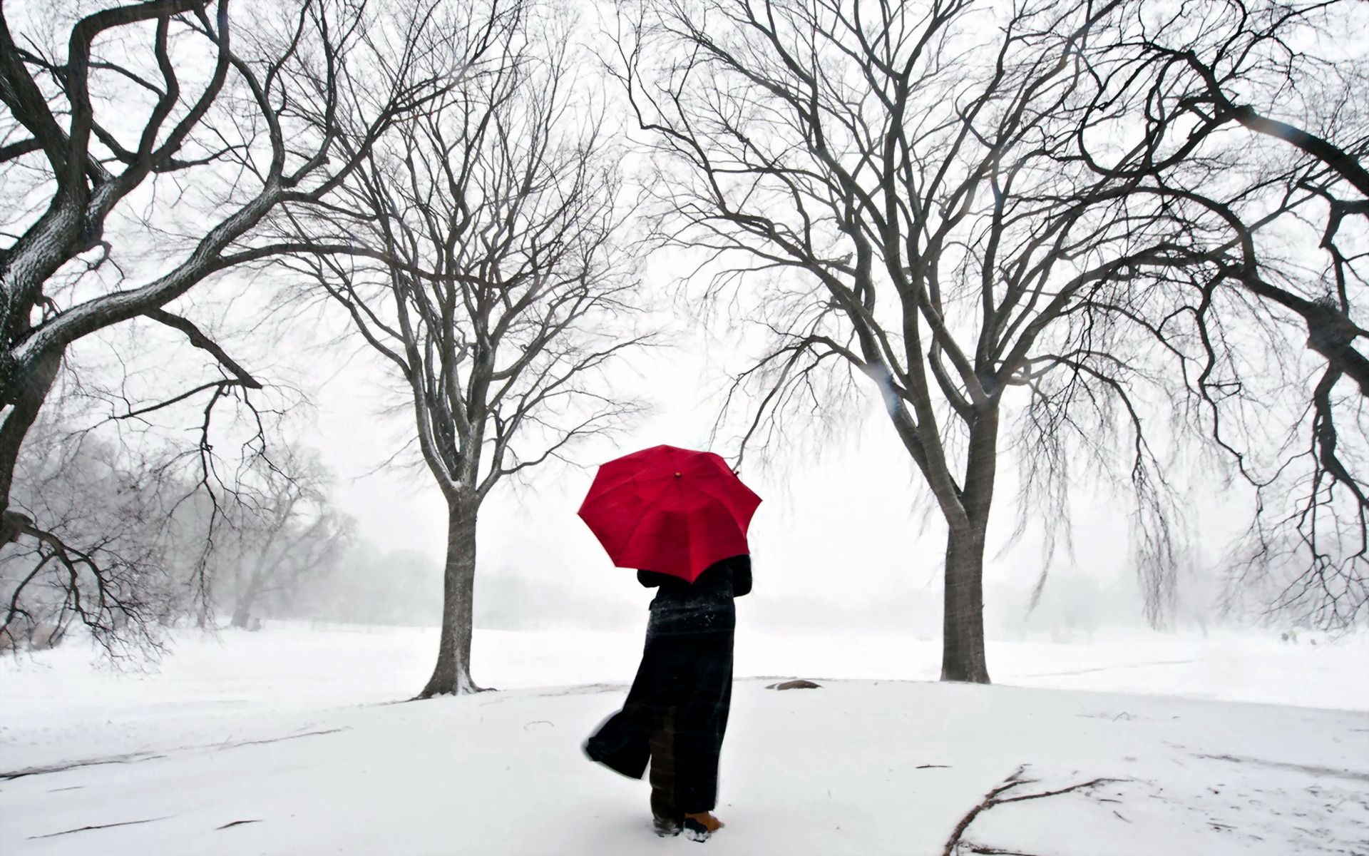 umbrella, snow, girl, miscellaneous, sakura, miscellanea, japan QHD