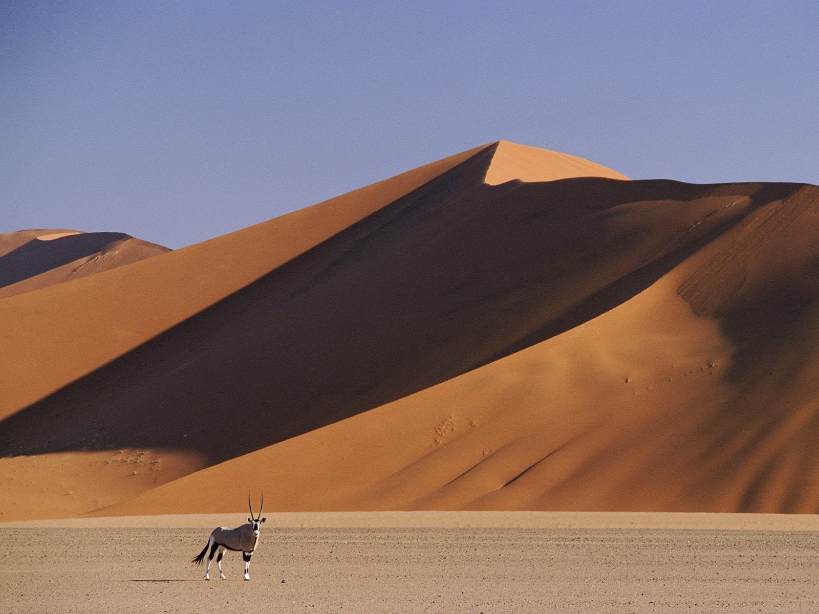 dunes, nature, sand, desert, animal, horns, links, artiodactyls, hoofed