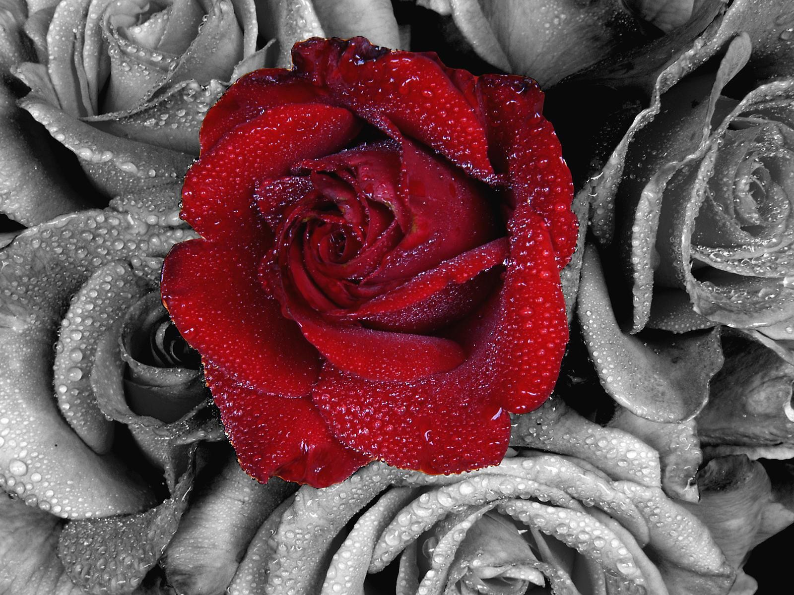 Скачать обои бесплатно Капли, Цветок, Роза, Красная Роза, Красный Цветок, Земля/природа, Выборочный Цвет, Флауэрсы картинка на рабочий стол ПК
