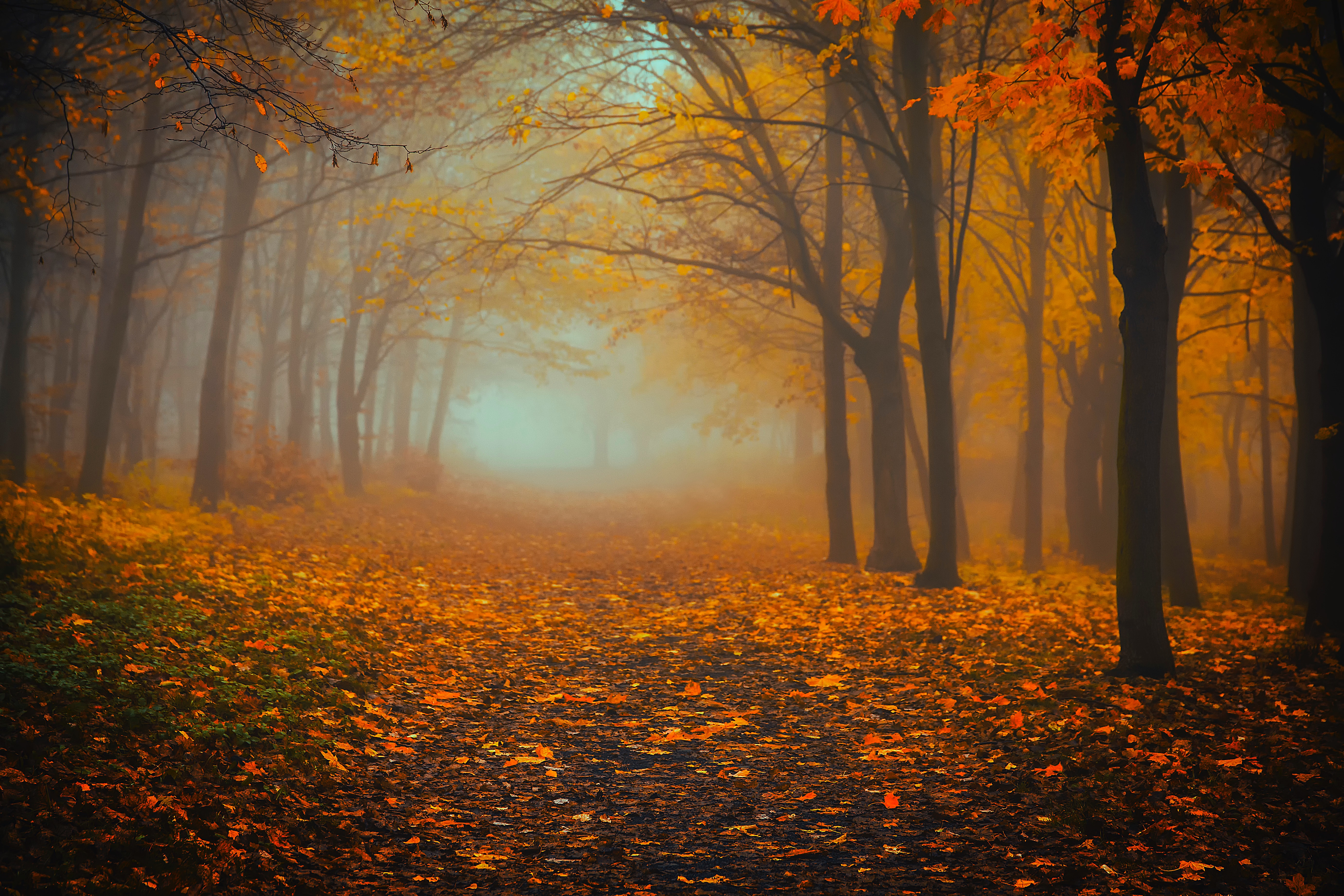 142494 завантажити картинку природа, осінь, листя, ліс, туман - шпалери і заставки безкоштовно