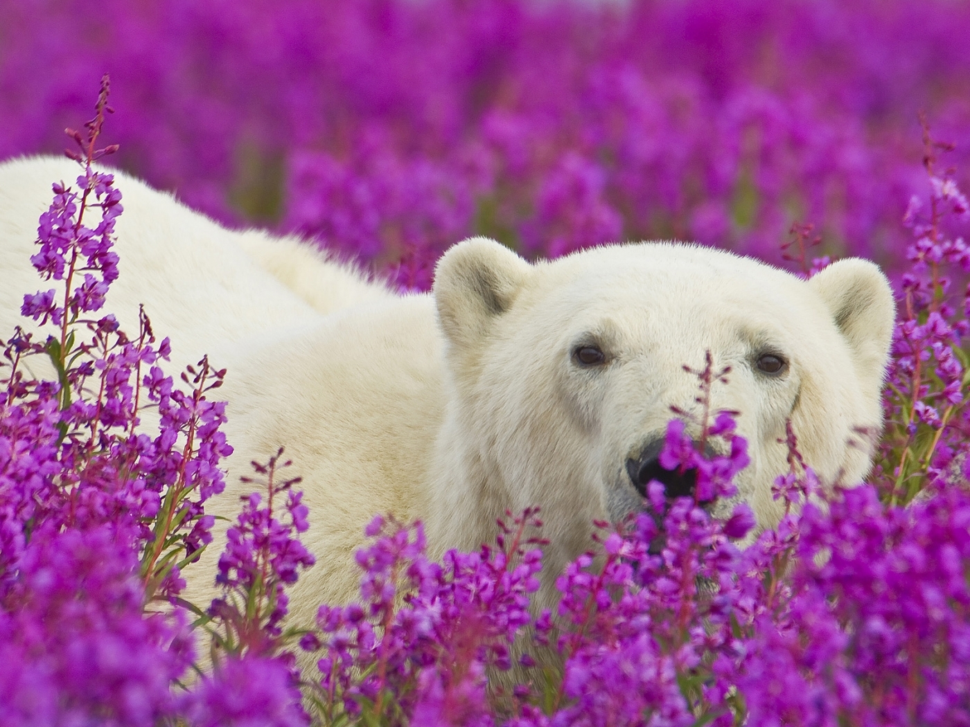 Free download wallpaper Animals, Violet, Bears on your PC desktop