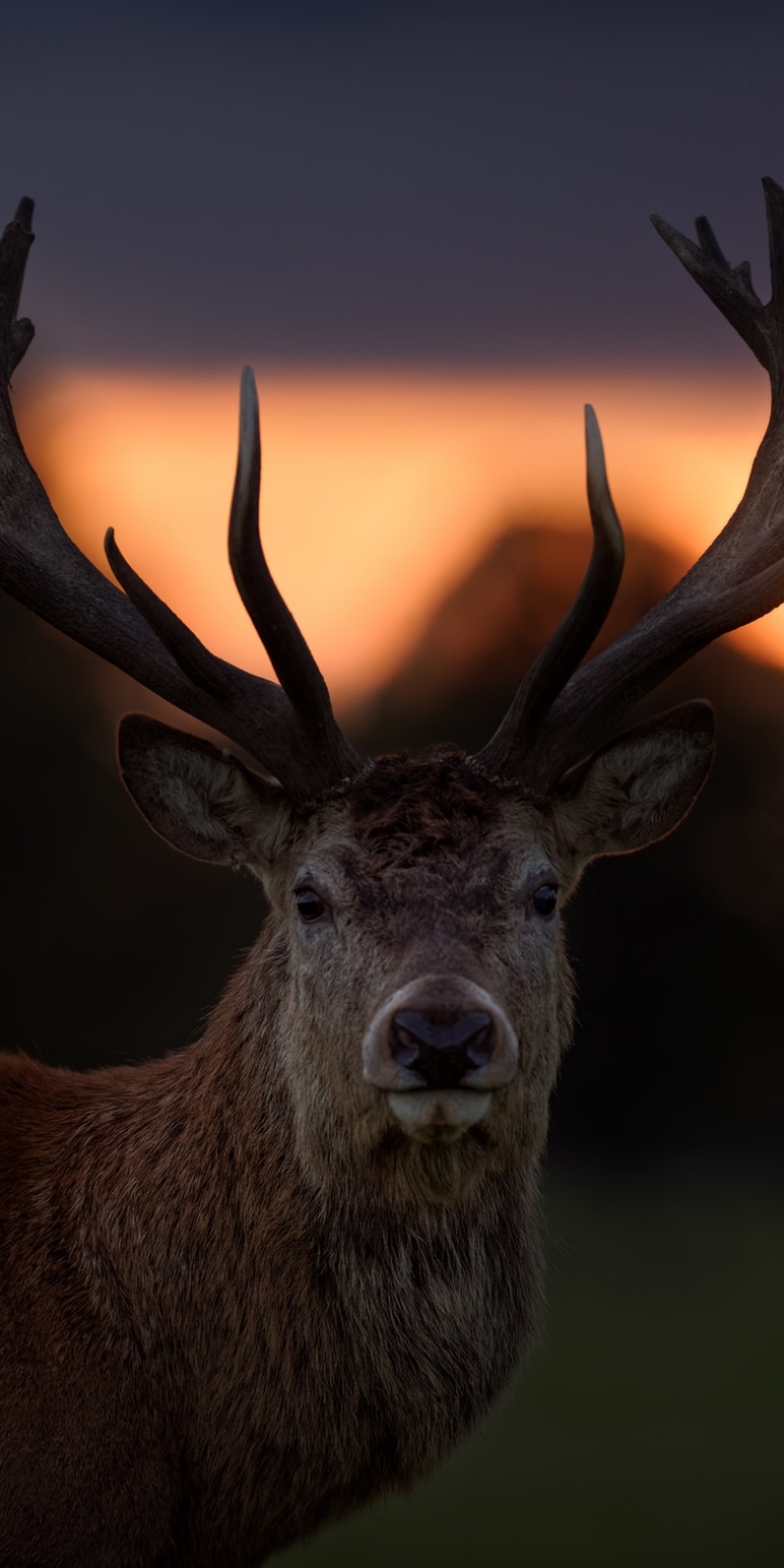 Download mobile wallpaper Animal, Deer, Stare, Depth Of Field for free.