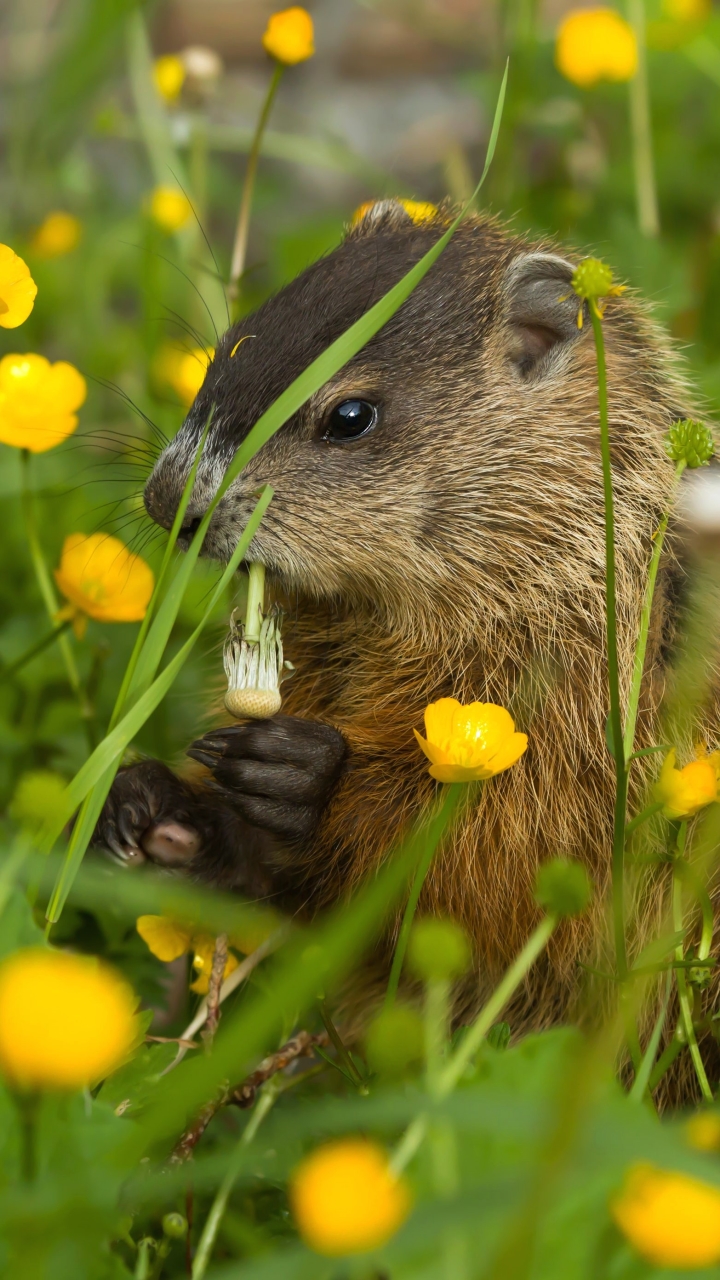 groundhog, animal, flower