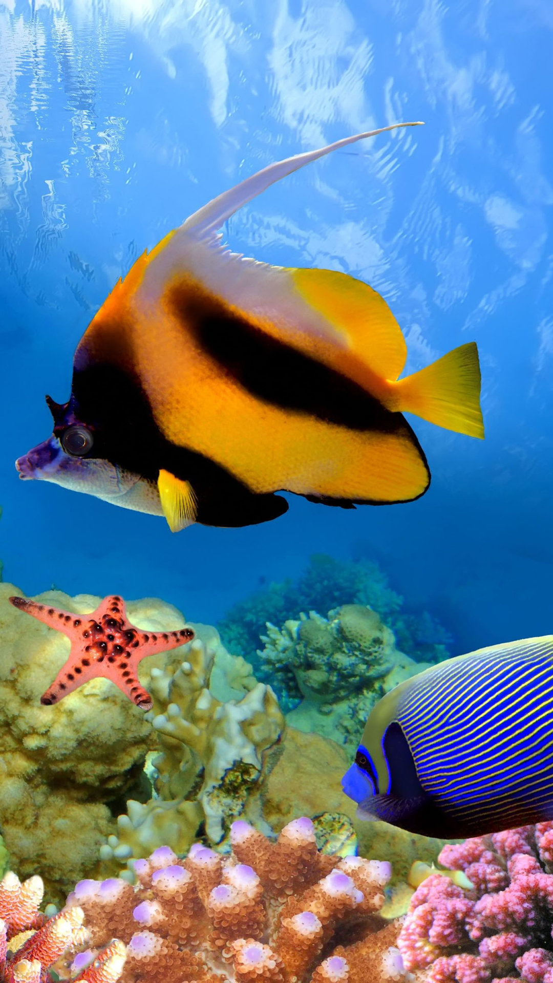 1133336 Hintergrundbild herunterladen tiere, fisch, farben, koralle, great barrier reef, unterwasser, fische - Bildschirmschoner und Bilder kostenlos