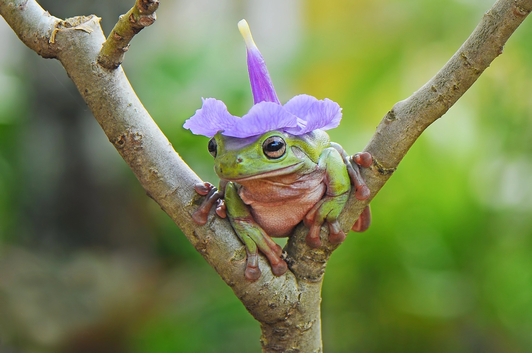 Free download wallpaper Frogs, Animal, Frog, Amphibian, Tree Frog on your PC desktop