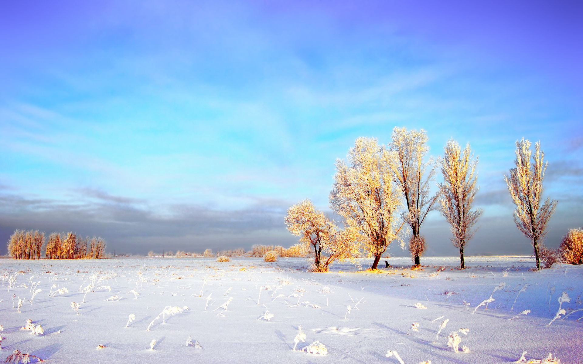 earth, winter, cloud, field, frost, sky, snow, tree