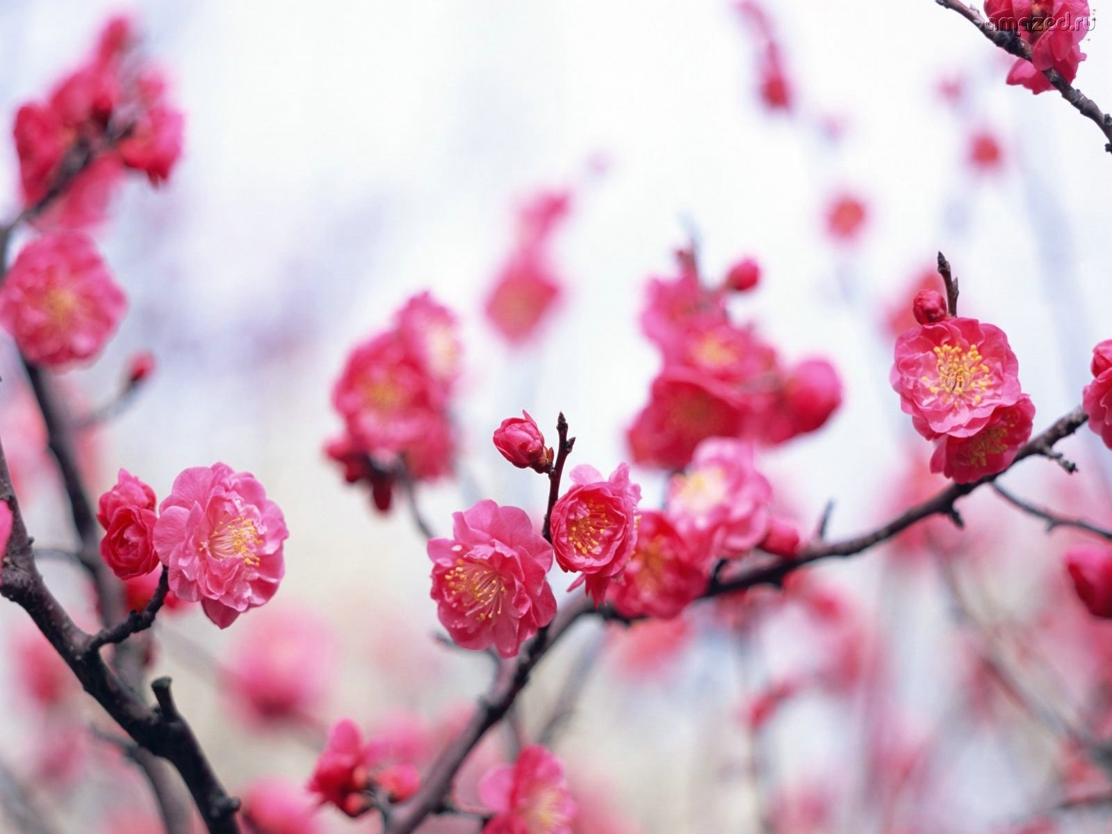 Free download wallpaper Blossom, Flowers, Earth on your PC desktop