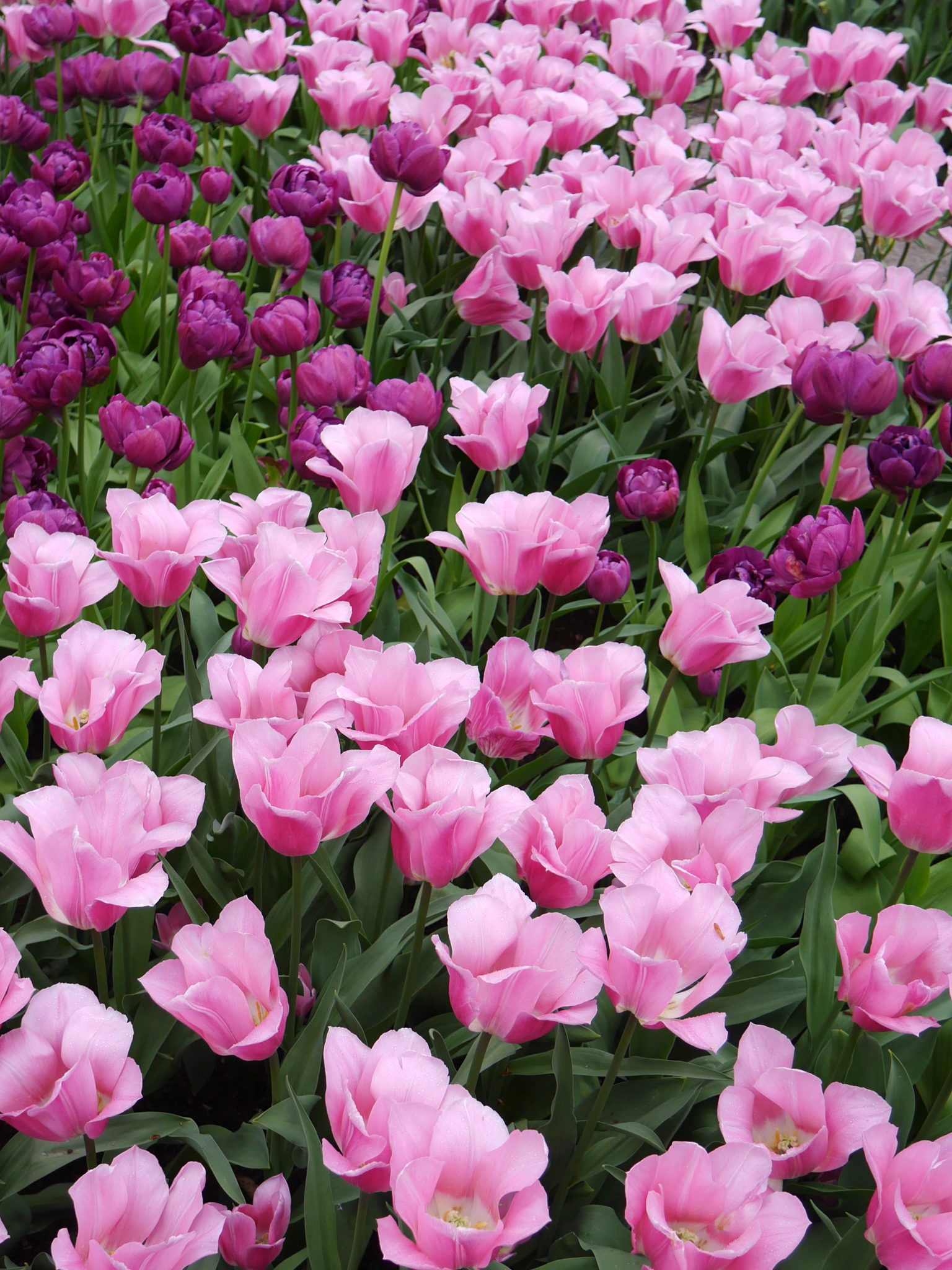 Скачать картинку Цветок, Весна, Тюльпан, Фиолетовый Цветок, Земля/природа, Розовый Цветок, Флауэрсы в телефон бесплатно.