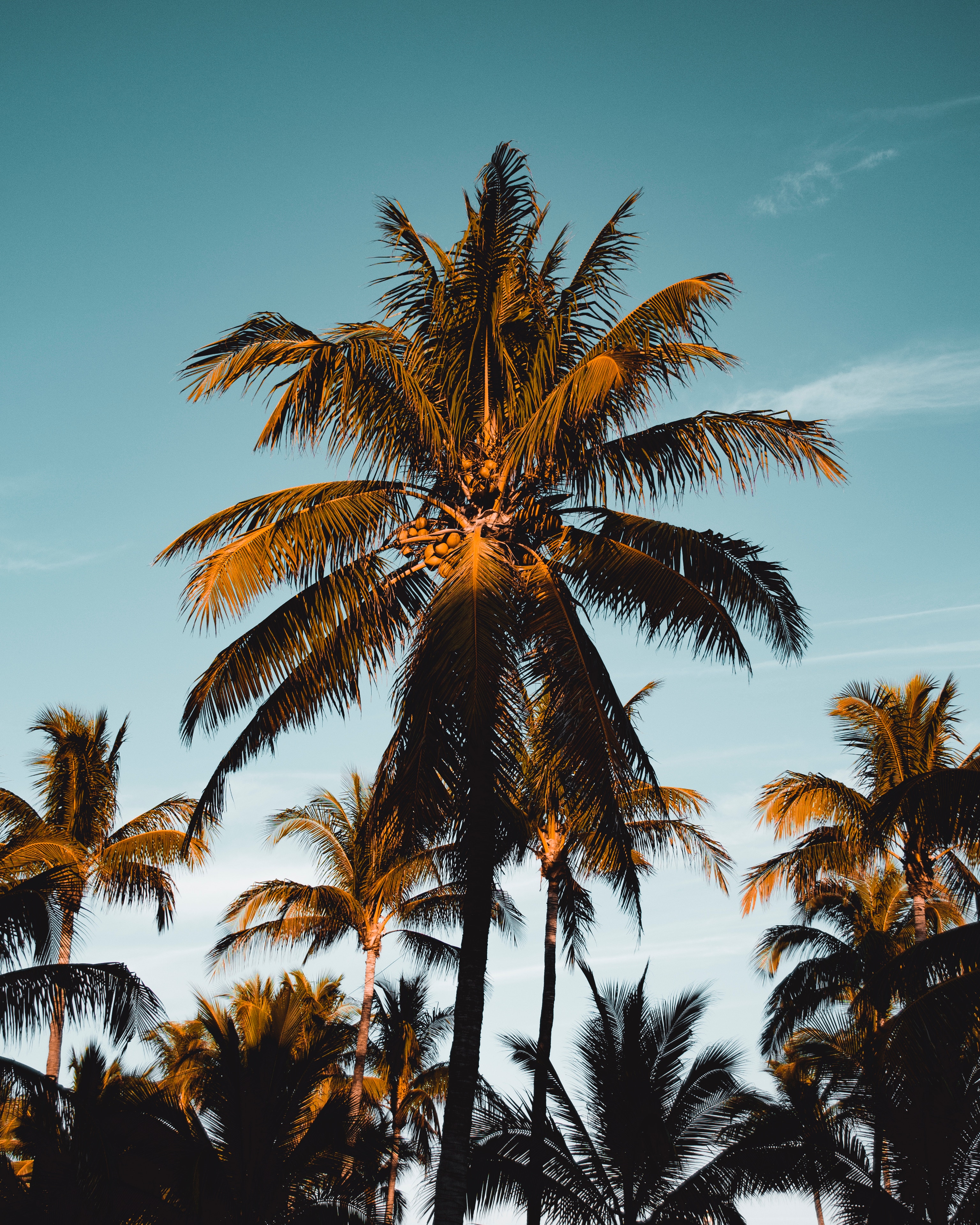 90808 Hintergrundbild herunterladen natur, sky, palme, palm, geäst, zweige, tropen, laub - Bildschirmschoner und Bilder kostenlos