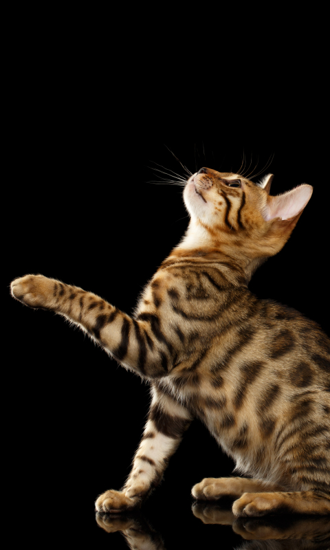 Descarga gratuita de fondo de pantalla para móvil de Animales, Gatos, Gato, Gato De Bengala.