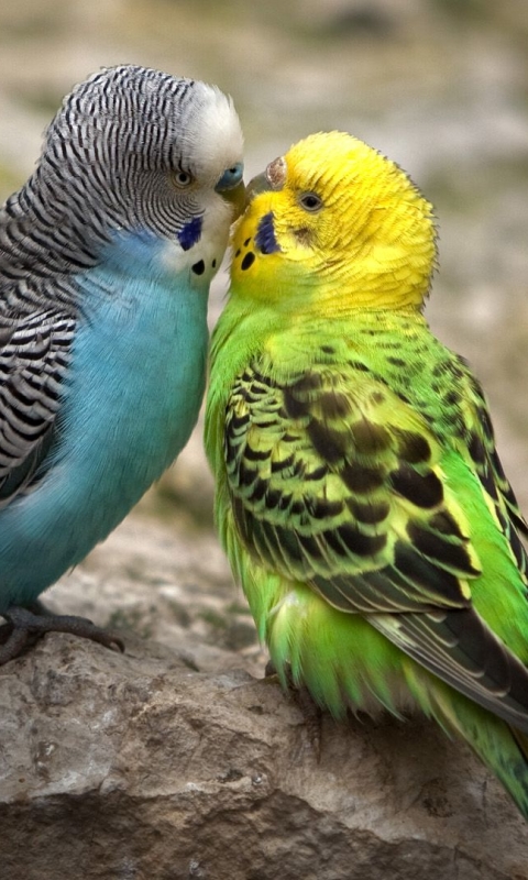 Download mobile wallpaper Birds, Bird, Animal, Budgerigar for free.