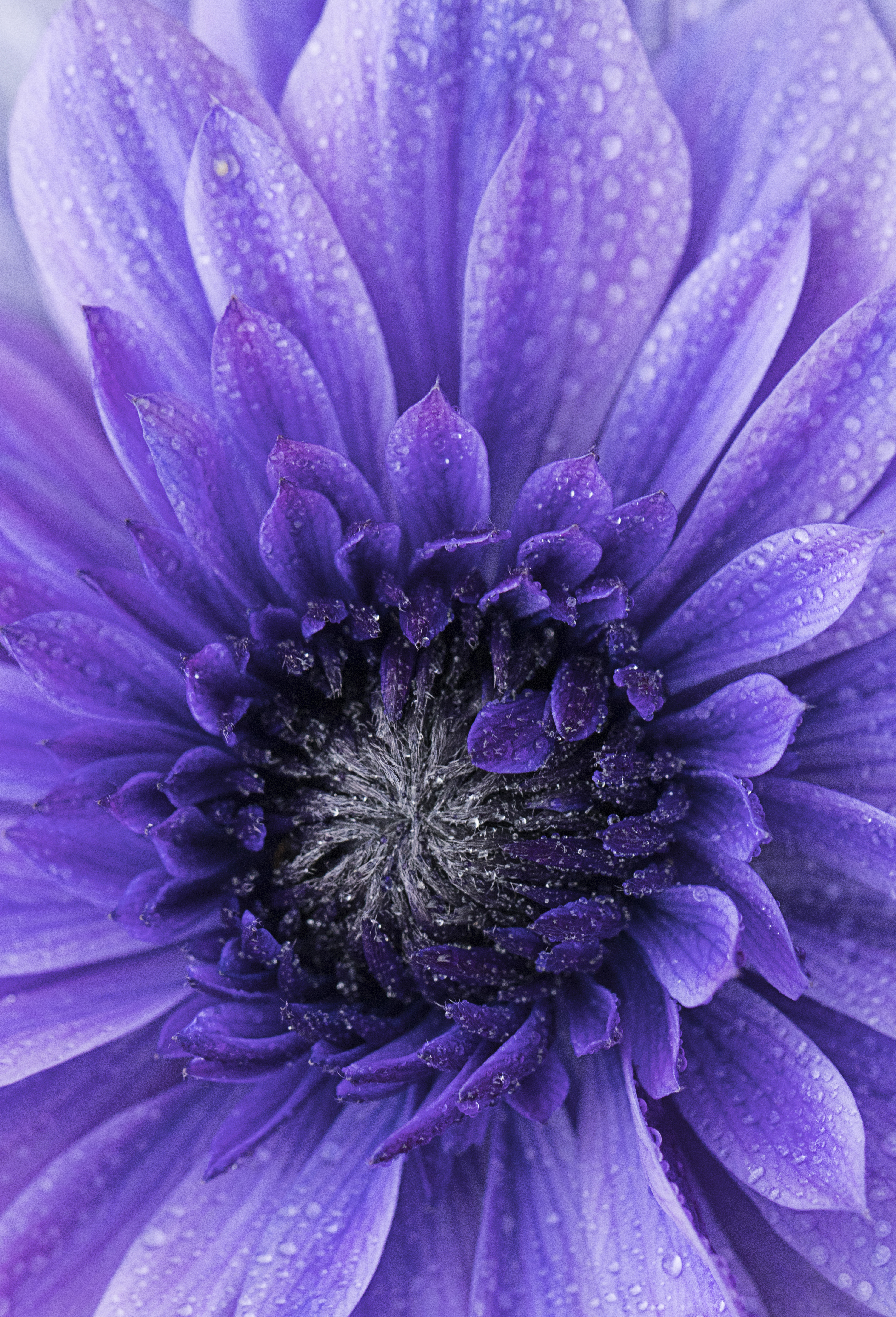 Free download wallpaper Drops, Macro, Petals, Violet, Flower, Purple on your PC desktop