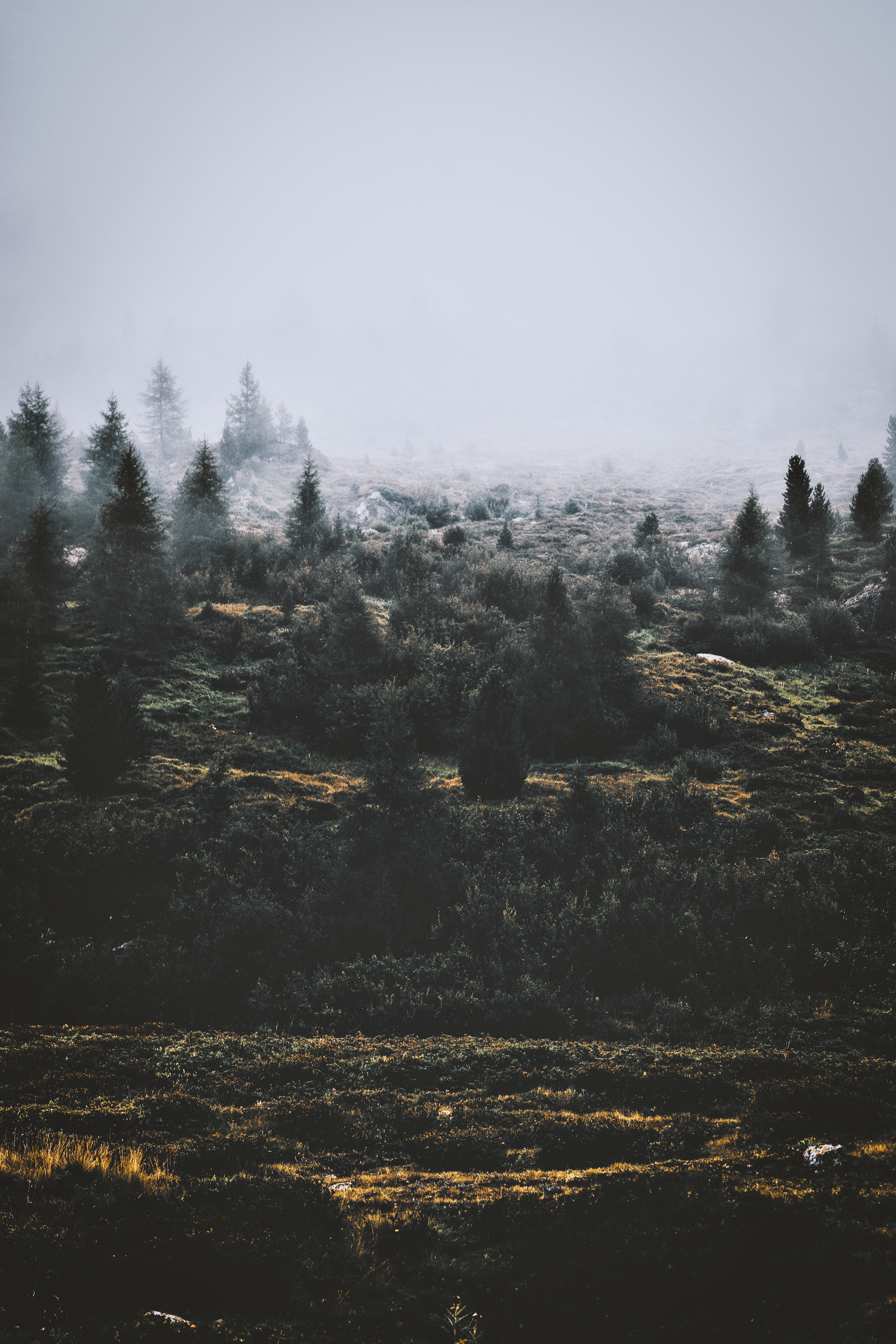 Laden Sie das Bäume, Nebel, Natur, Grass-Bild kostenlos auf Ihren PC-Desktop herunter