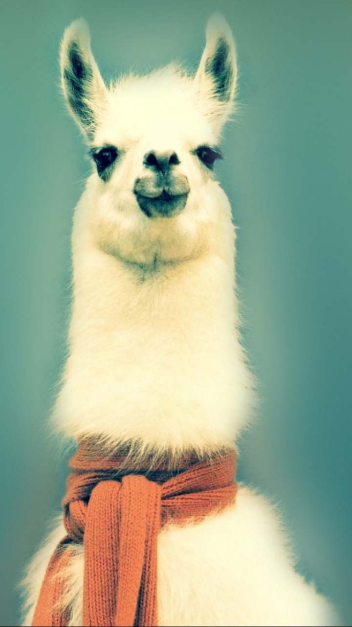 llama, animal, humor, funny Full HD