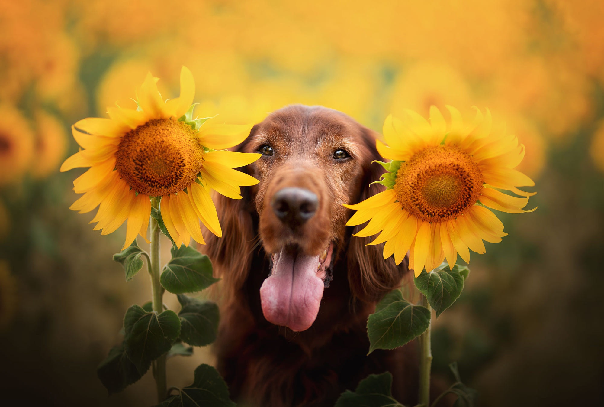 PCデスクトップに動物, ひまわり, スパニエル, 花, 犬, 黄色い花画像を無料でダウンロード