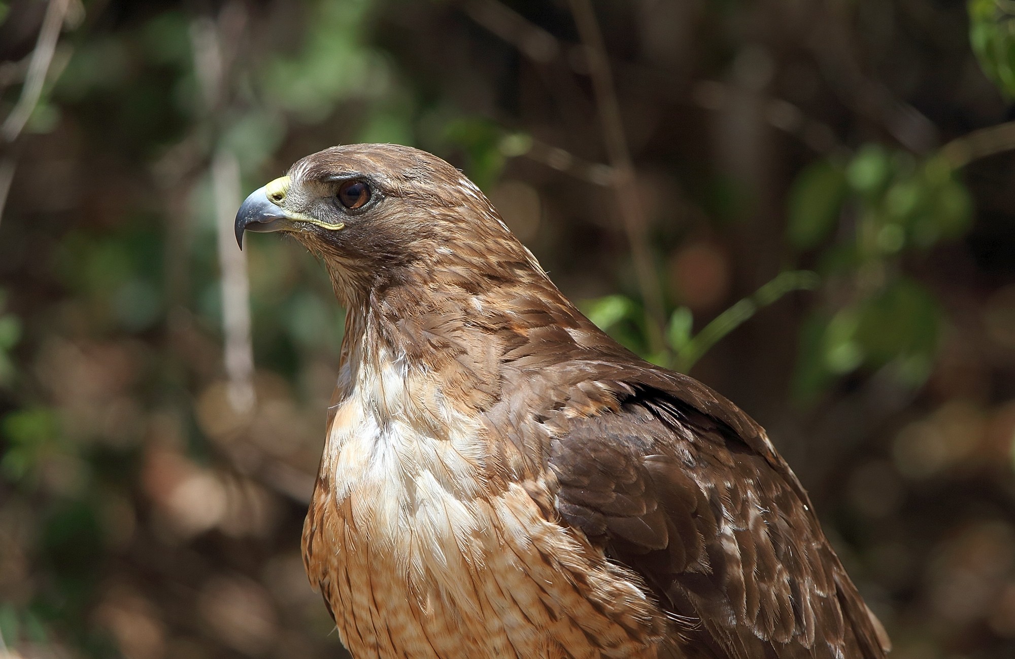 Download mobile wallpaper Birds, Animal, Eagle for free.