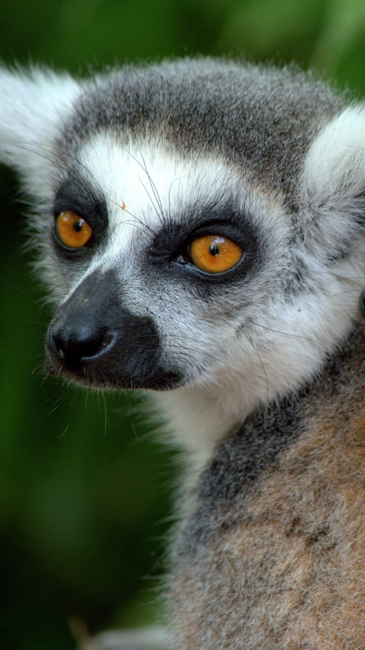 Handy-Wallpaper Tiere, Affe, Lemur, Primas, Affen, Tierbaby kostenlos herunterladen.