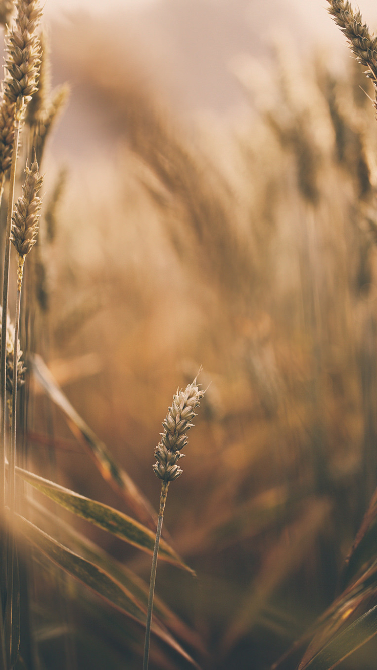Download mobile wallpaper Nature, Summer, Wheat, Earth, Bokeh for free.