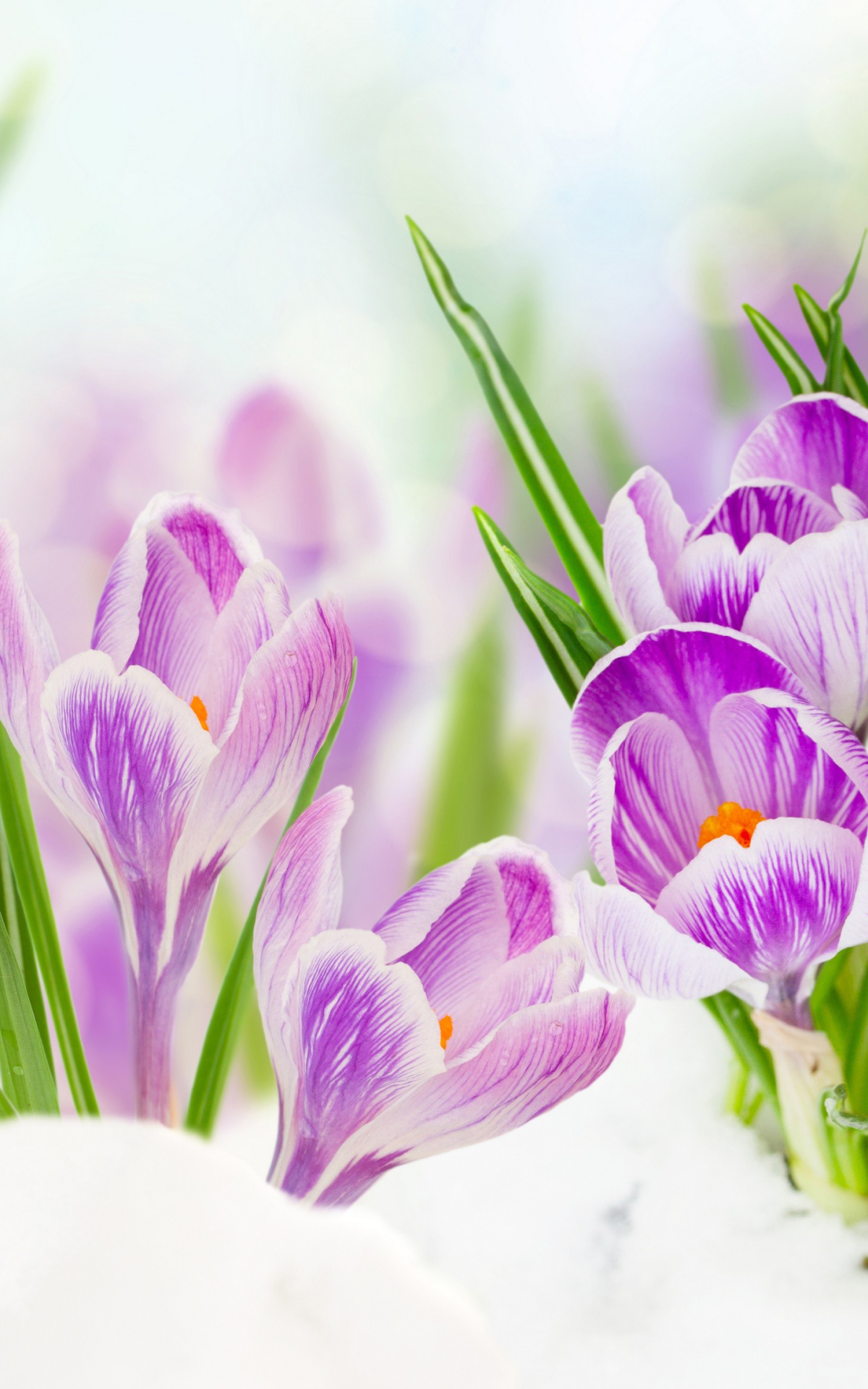 Download mobile wallpaper Flowers, Snow, Flower, Close Up, Earth, Crocus, Purple Flower for free.