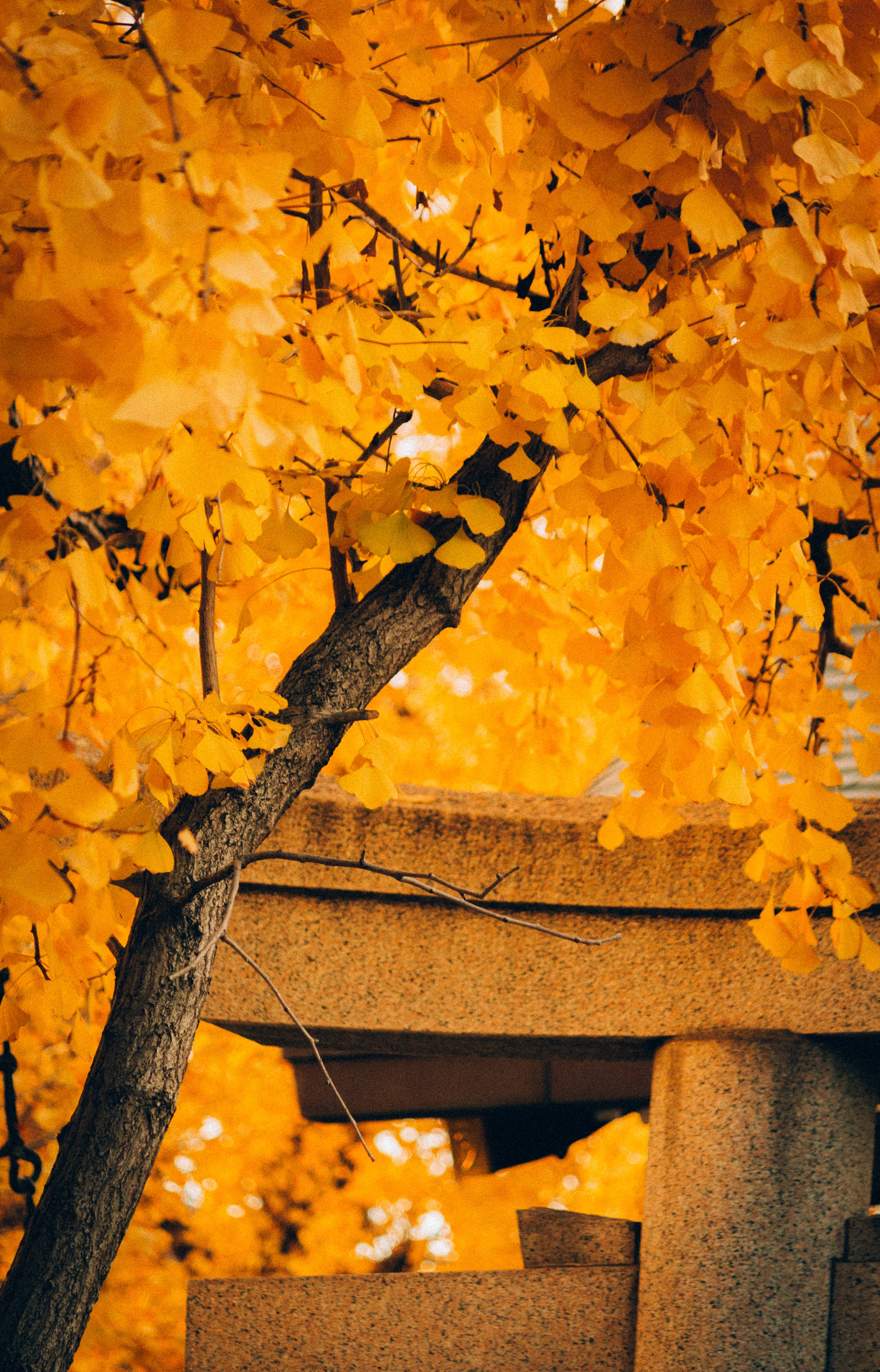 PCデスクトップに黄色, 秋, 木, 自然, 木材画像を無料でダウンロード