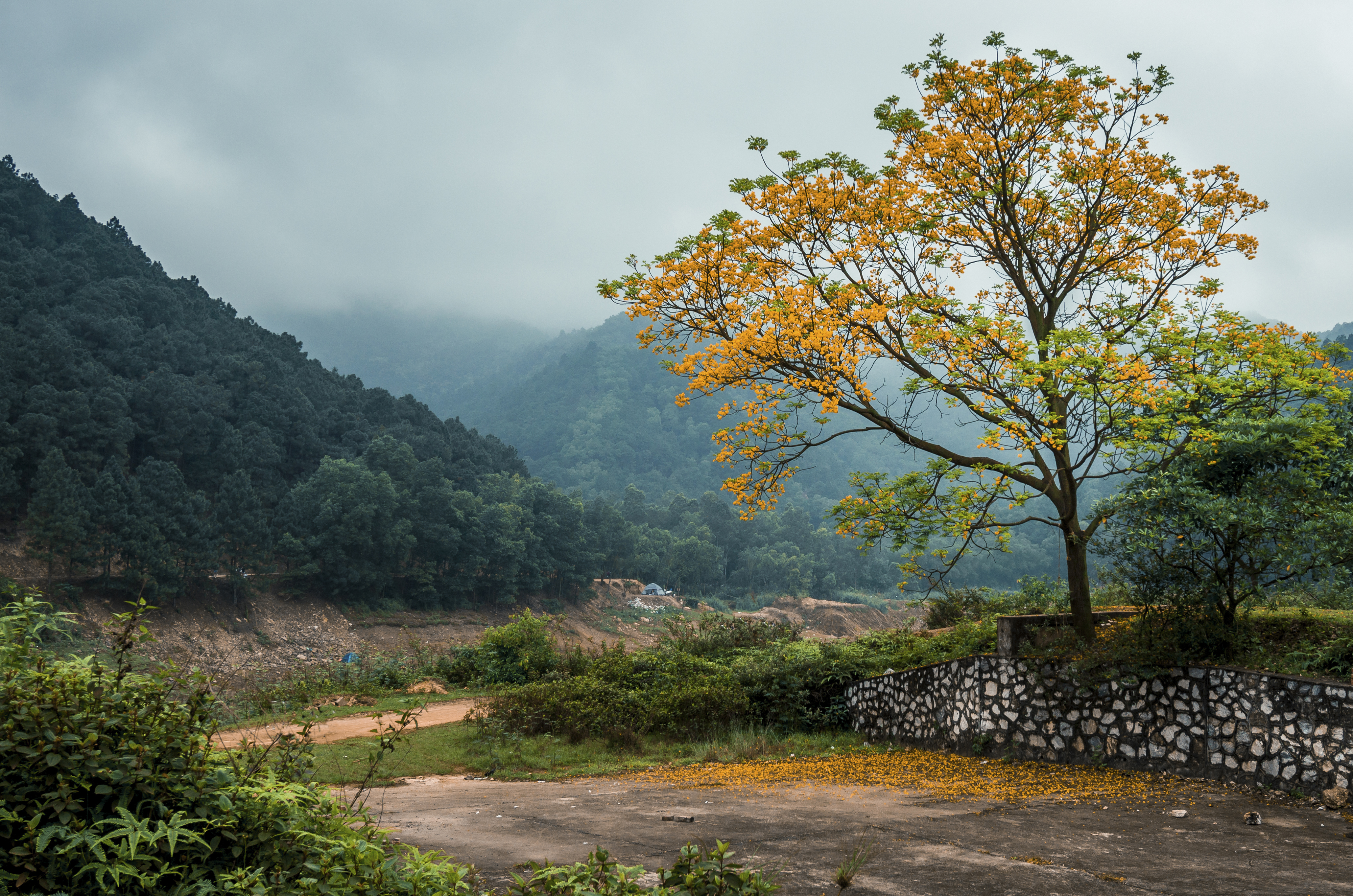 Скачать картинку Пейзаж, Дерево, Туман, Фотографии, Падать, Вьетнам в телефон бесплатно.