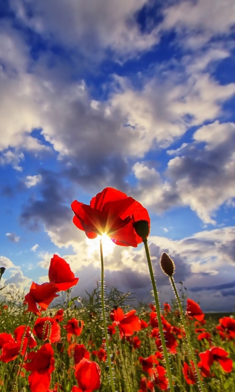 Download mobile wallpaper Flowers, Earth, Poppy for free.