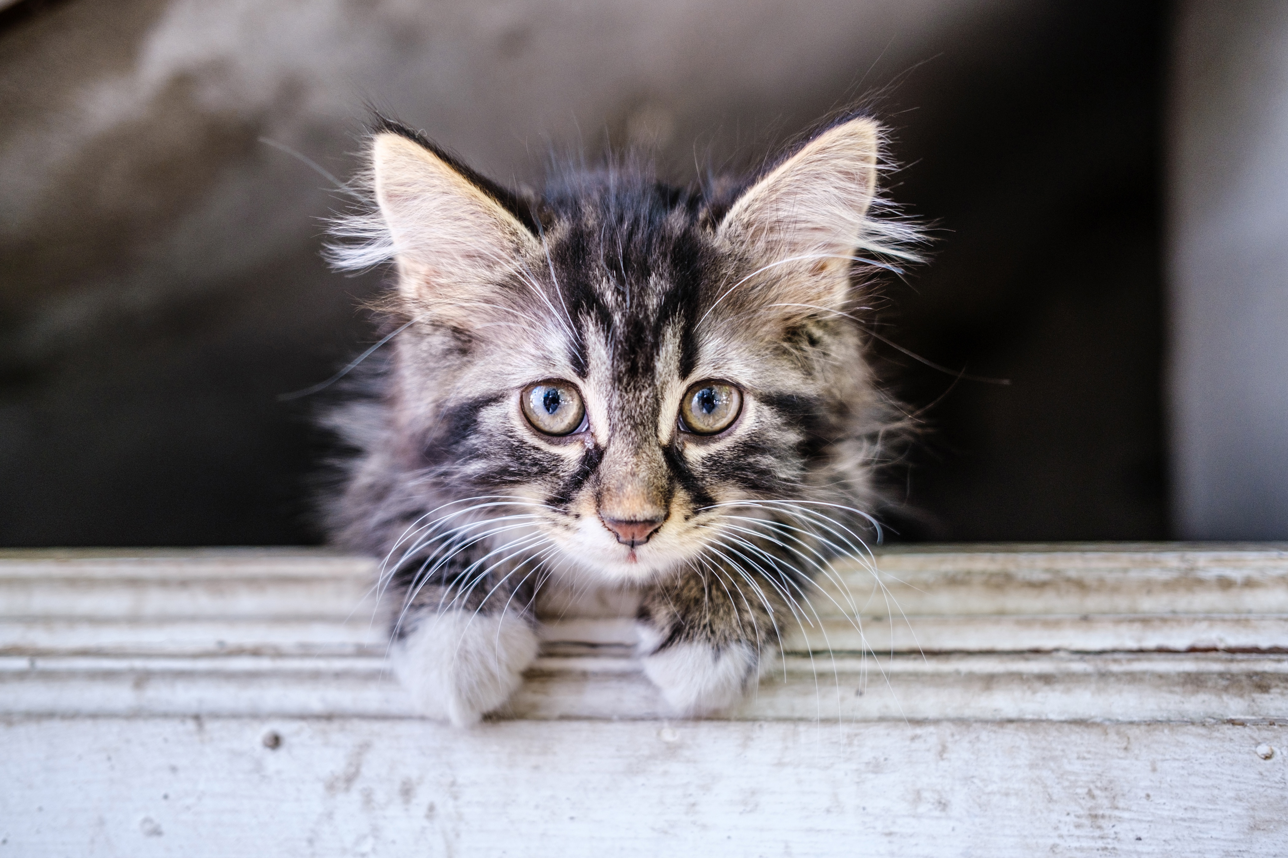 Download mobile wallpaper Cats, Cat, Kitten, Animal, Baby Animal for free.