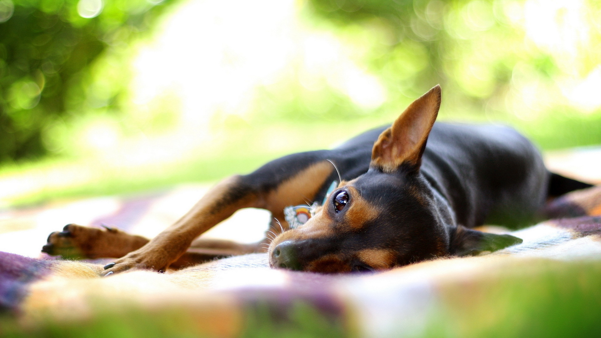 Baixar papel de parede para celular de Cães, Cão, Animais gratuito.