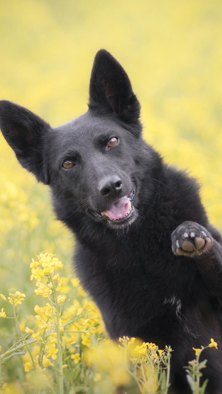 無料モバイル壁紙動物, 犬, 黄色い花をダウンロードします。