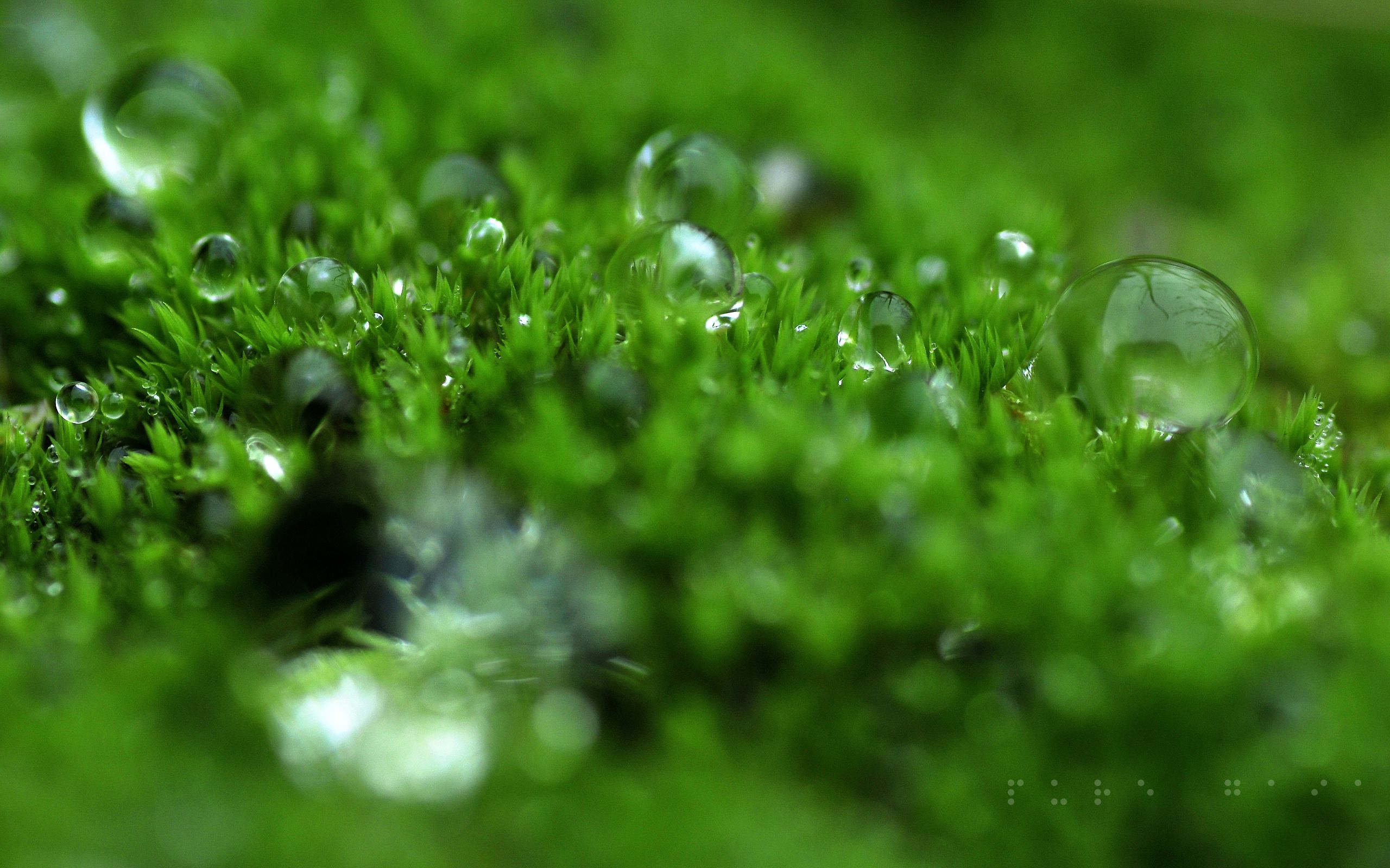 surface, grass, macro, shine, light, dew Phone Background