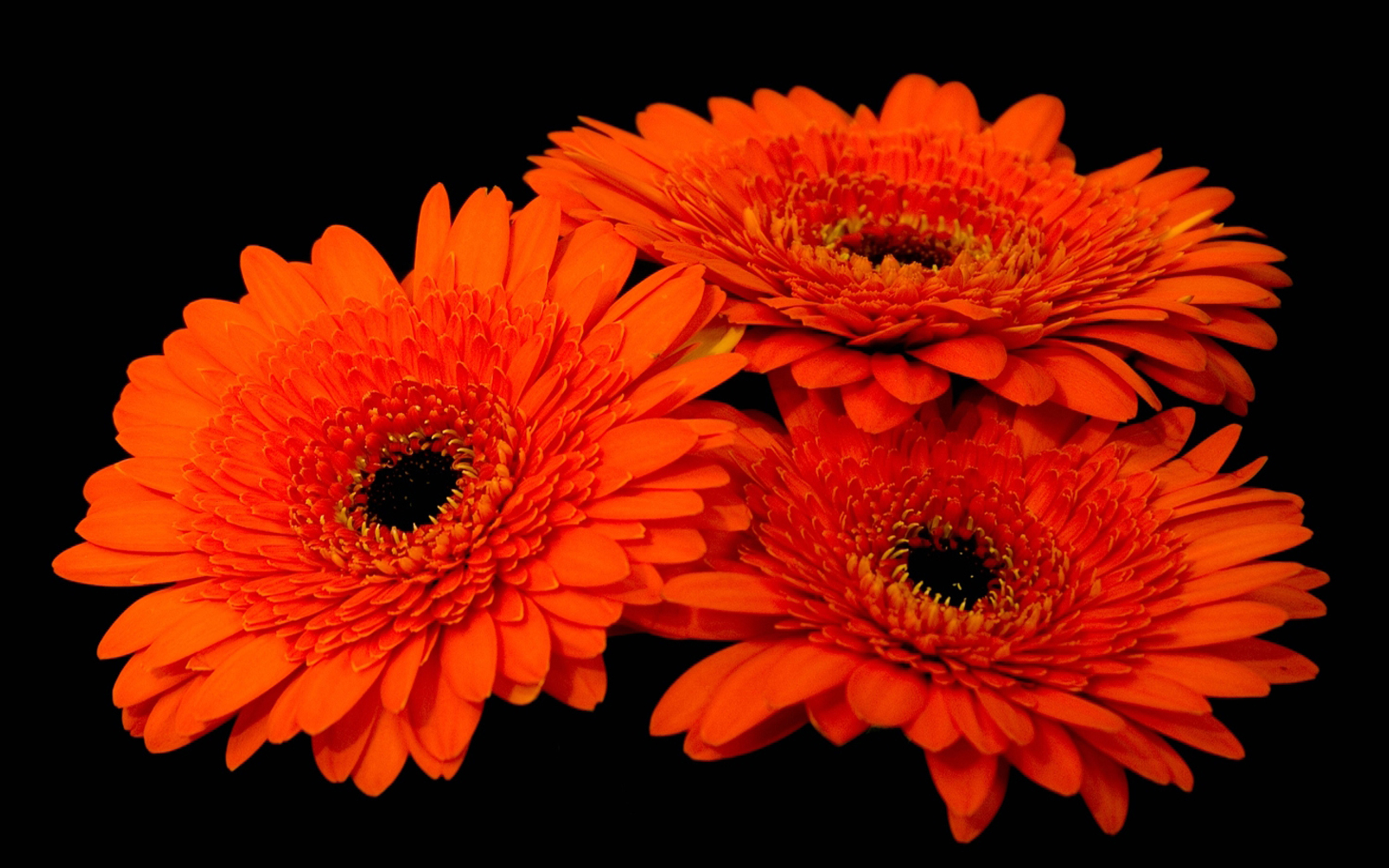 Завантажити шпалери безкоштовно Квітка, Земля, Гербера, Впритул, Дейзі, Апельсинова Квітка, Флауерзи картинка на робочий стіл ПК