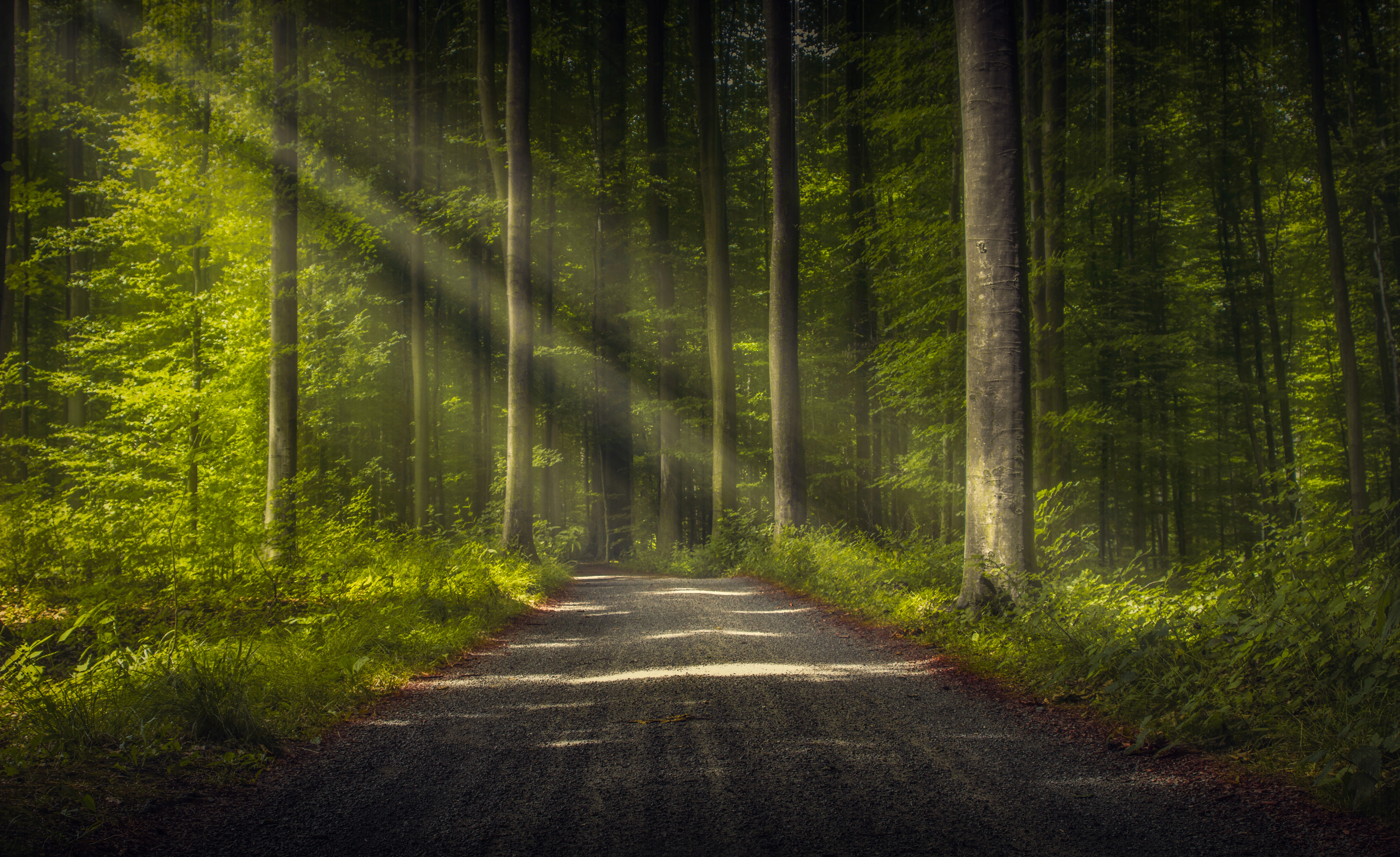 nature, earth, sunbeam, dirt road, forest, tree