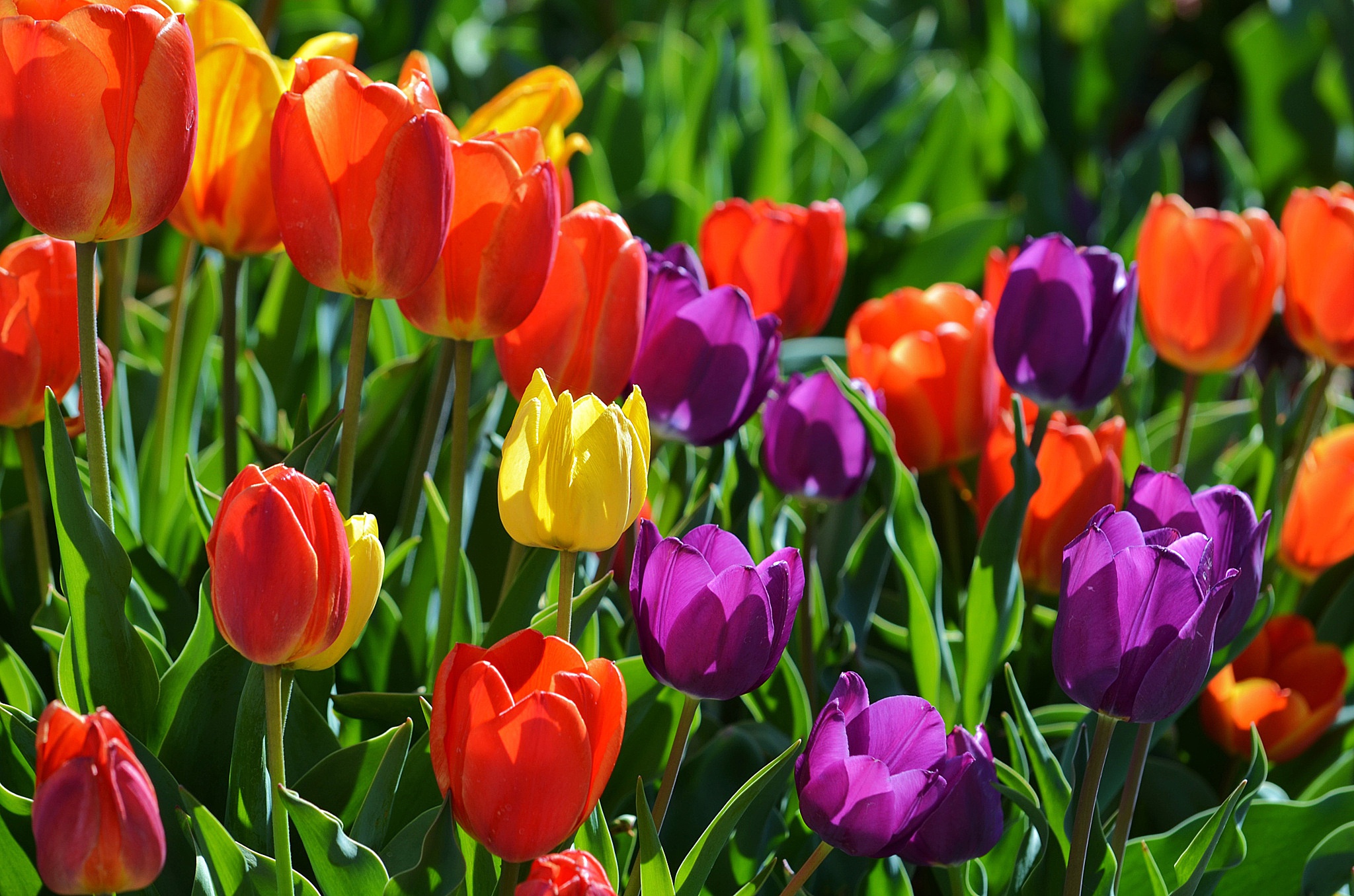 Free download wallpaper Nature, Flowers, Flower, Earth, Tulip, Yellow Flower, Purple Flower, Red Flower on your PC desktop